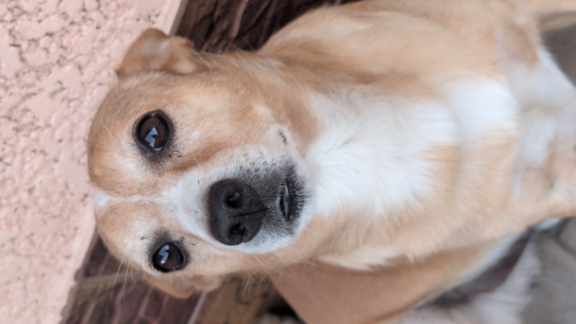 The image is a close-up, vertical, eye-level shot of a small, tan and white dog sitting on what appears to be a tiled or stone surface. The dog is looking directly at the camera with large, dark, expressive eyes. Its snout is black, and its mouth is slightly open, revealing a bit of pink. The background is blurred, showing a textured, light-colored wall and some darker, horizontal elements that could be part of a bench or railing. The overall lighting suggests it might be daytime, possibly outdoors. There is no information in the image to suggest a location in the city of Izmail, Ukraine.
