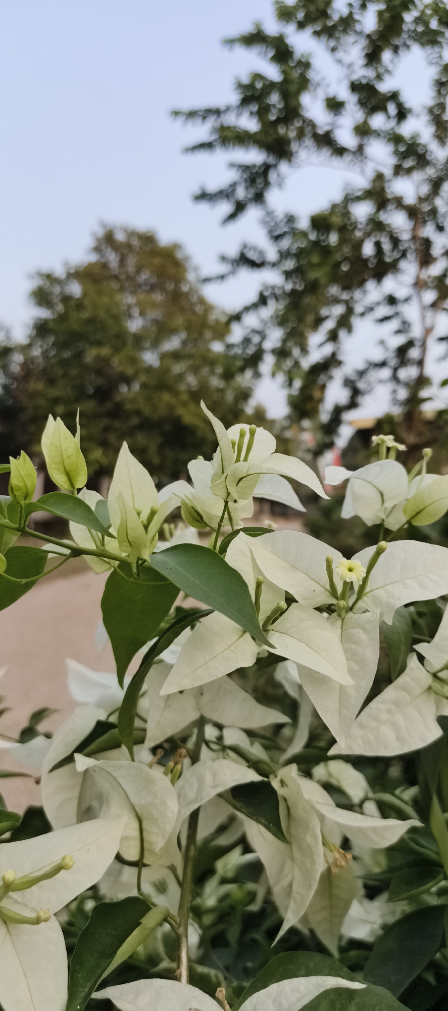 A close-up, vertical shot showcases a cluster of white bougainvillea flowers against a soft-focus background of trees and a pale sky. The flowers are primarily white with subtle hints of green on their delicate petals and stamens. Lush green leaves are interspersed among the blooms, adding depth to the composition. The background is blurred, suggesting an outdoor setting, possibly a park or garden in Baru, Indonesia, with the gentle afternoon light filtering through the foliage. The scene is serene and natural, with no people or specific human-made objects clearly visible.