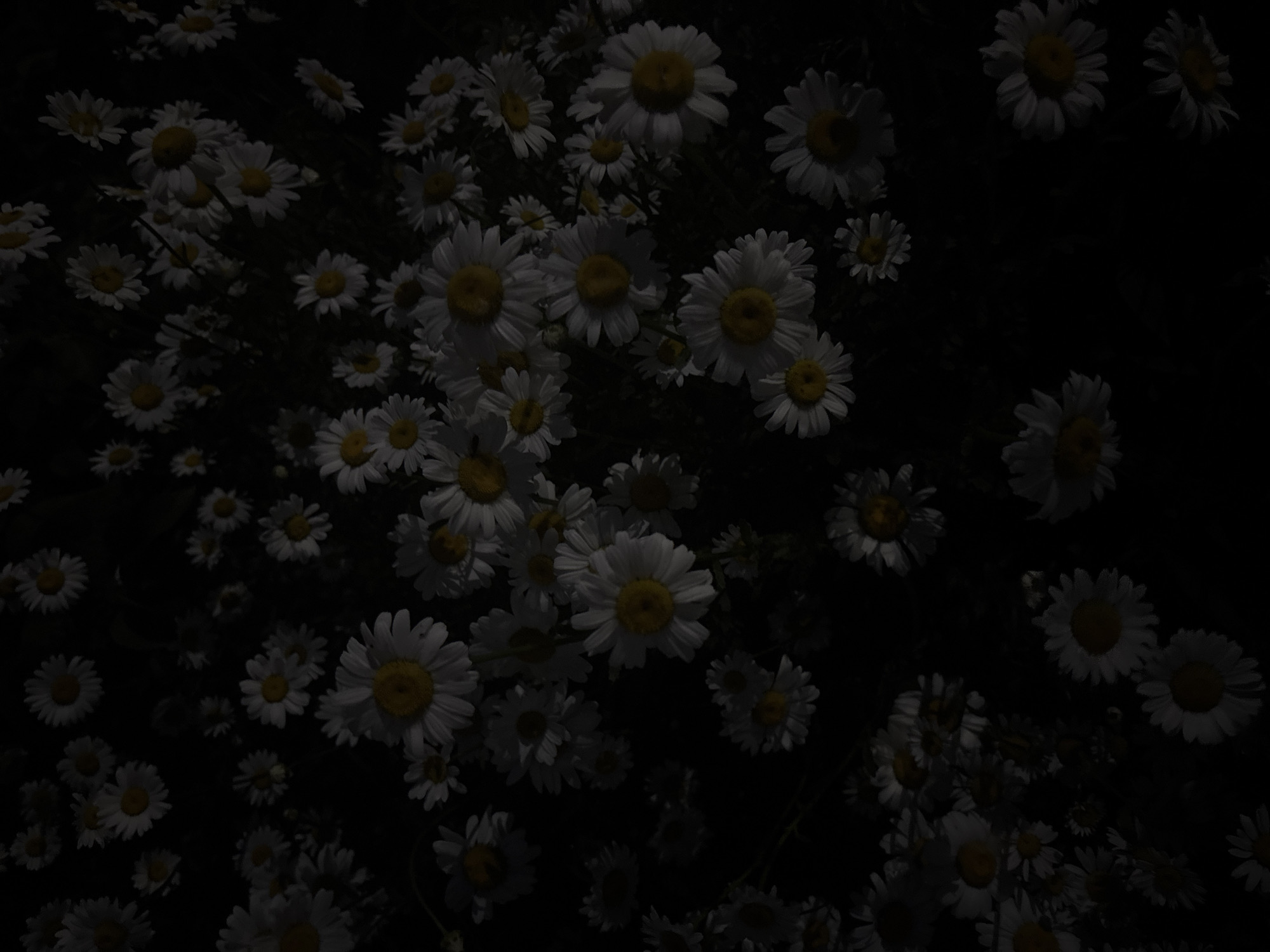 The image displays a dense cluster of white daisies with yellow centers, set against a dark, nearly black background. The flowers are depicted from a top-down perspective, with many in sharp focus, revealing detailed petals and their sunny centers. Some daisies are fully bloomed, while others appear to be in various stages of development. The lighting is dim, creating a dramatic and somewhat mysterious atmosphere, with the white petals appearing almost luminous against the darkness. There are no people or animals visible in the image. The scene is entirely natural, focusing on the botanical subject matter. The location in Chaikovsky, Russia, is not discernible from the visual information provided.