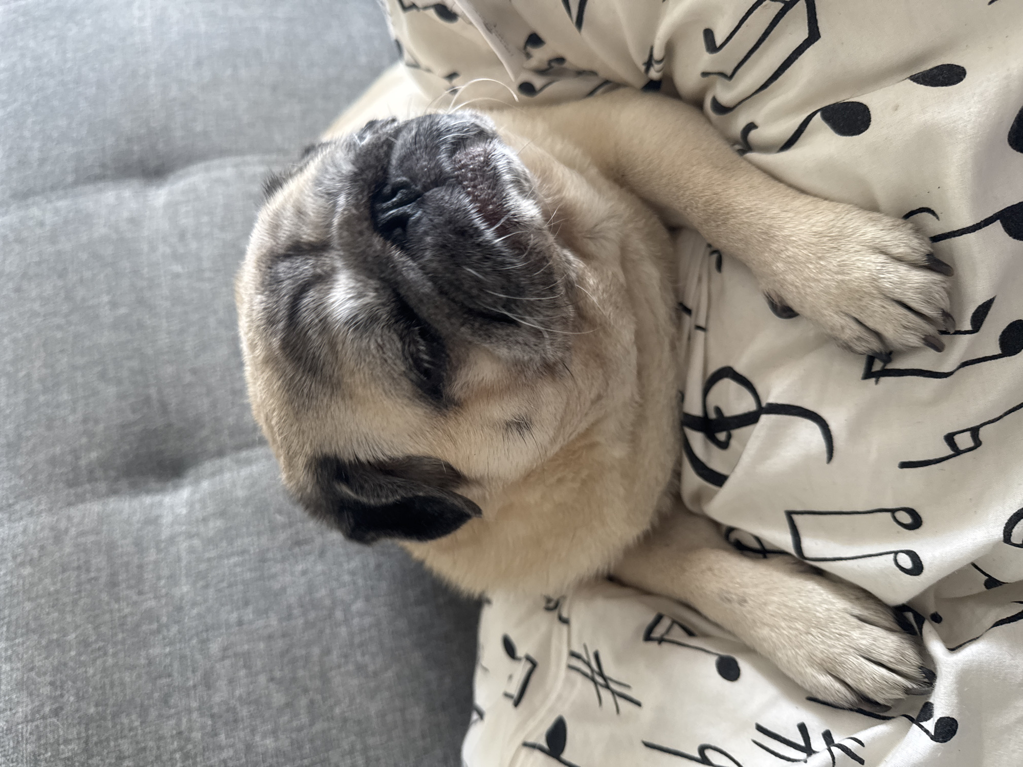 A fawn-colored pug with black markings lies on a bed with a white sheet patterned with black musical notes. The pug is facing left with its eyes closed, and its paws are crossed. The background shows a tufted grey sofa. The scene is indoors, likely in a domestic setting in Bishkek, Kyrgyzstan.