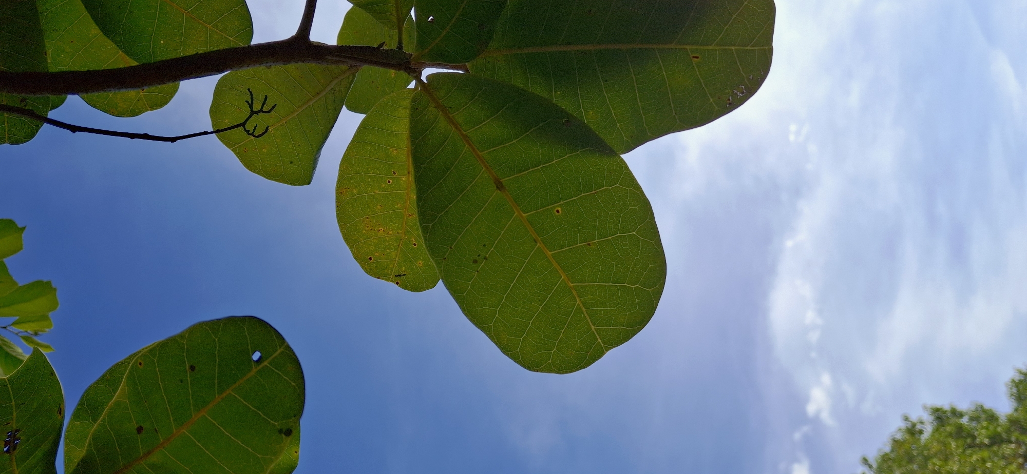 An outdoor, low-angle, vertical shot captures a branch of a leafy tree against a bright blue sky with scattered clouds. The leaves are vibrant green, with visible veins and some small imperfections. A thin, dark, twig-like branch is suspended from the main branch, reaching down towards the viewer. In the far bottom left corner, a blurry section of green foliage indicates more trees in the background, suggesting a natural or park-like setting. The overall impression is one of a clear day, with the sun illuminating the leaves from behind, creating a slight backlight effect. The scene appears to be located in Vallecito, Venezuela, based on the provided context. There are no people or animals visible in the image.