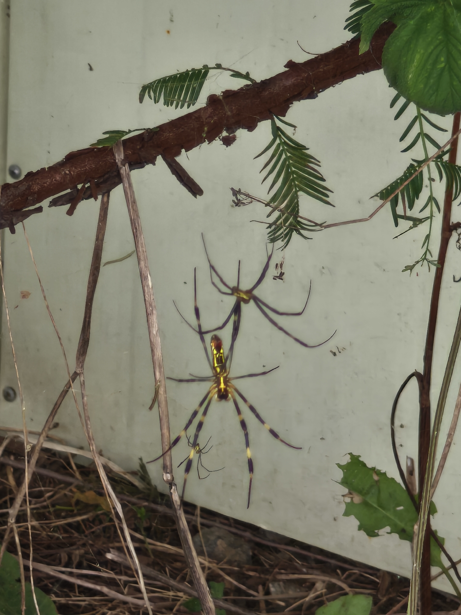 In Asan-si, South Korea, on a light-colored, slightly textured vertical surface, two large spiders are prominently displayed. The spider in the foreground is characterized by its bright yellow and black striped legs and a yellow abdomen with black markings. It is positioned facing downwards, with its legs splayed. Above and slightly to the left, a second, larger spider is visible, appearing darker with purple and yellow markings on its legs. This spider is also oriented downwards. Both spiders are situated on or near a horizontal, dark brown branch that spans across the upper portion of the image. Thin, dry branches and sparse green foliage are also present in the scene, along with some dry grass and leaves on the ground below the vertical surface.