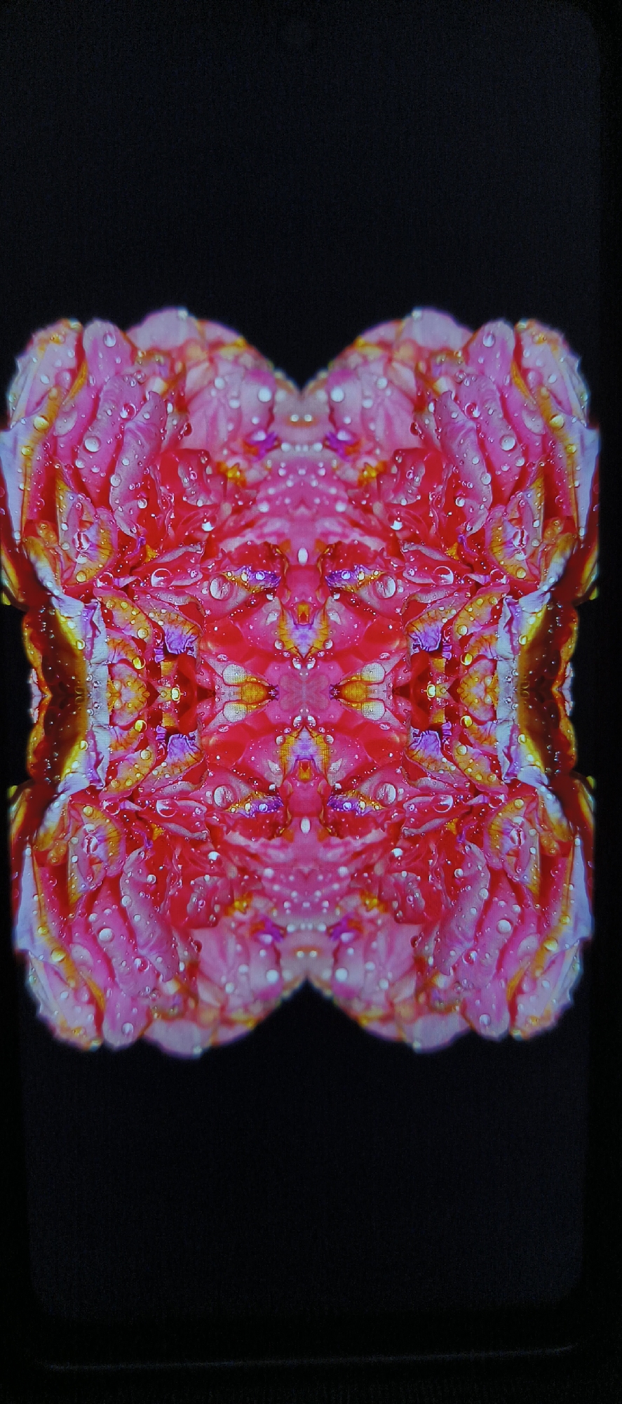 The image presents a symmetrical, abstract floral pattern dominated by shades of pink, red, yellow, and hints of purple against a stark black background. The arrangement suggests a mirrored or kaleidoscopic effect, creating a central focal point where intricate details converge. The flower petals appear to be covered in numerous water droplets, enhancing the texture and visual complexity. There is no discernible indication of the location being Bangkok, Thailand, or presence of people, actions, or objects beyond the central floral display.