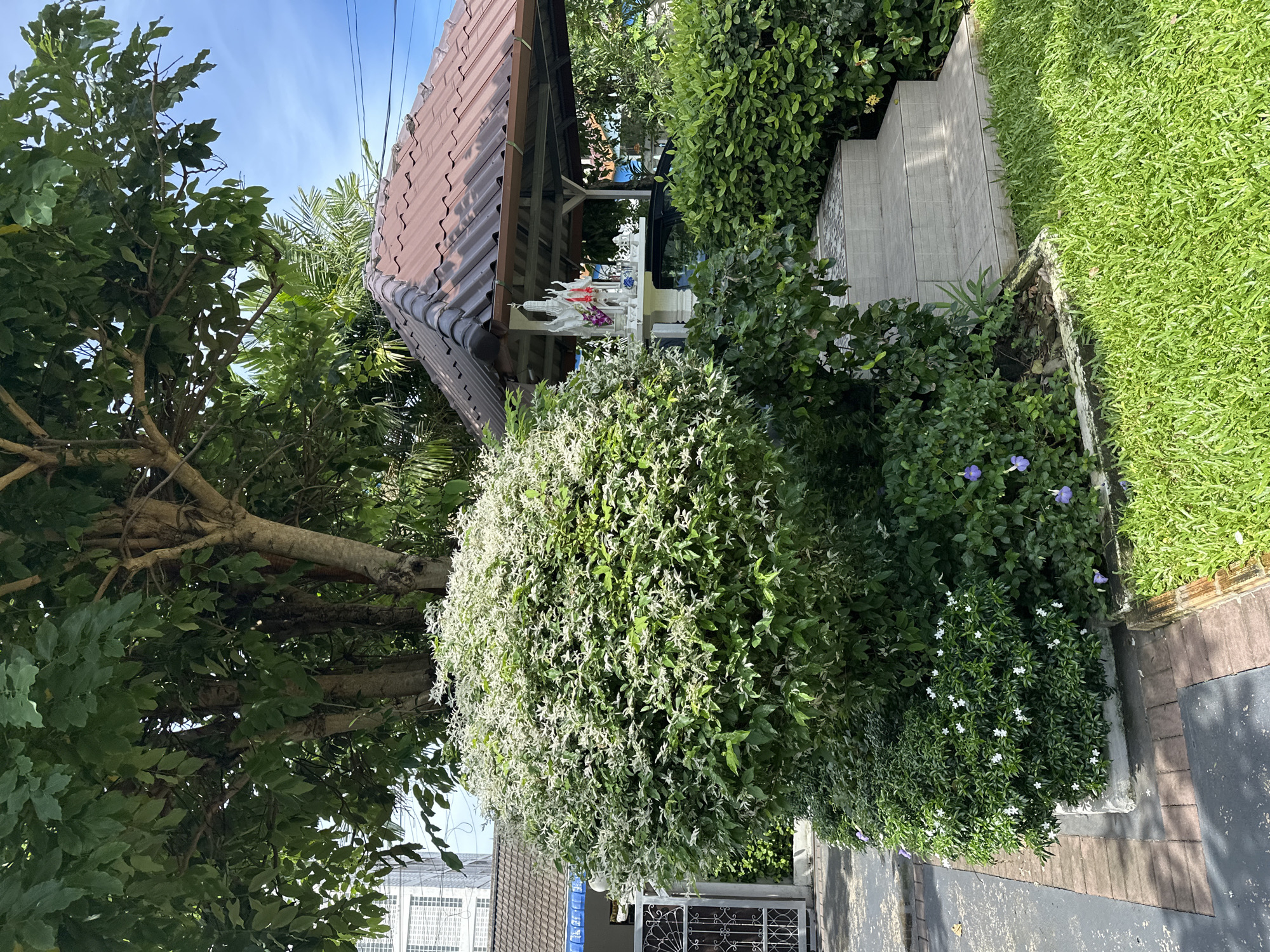 In an outdoor scene, a large, dense shrub with white and green foliage dominates the left foreground. To its right, a small shrine is situated under a brown tiled roof supported by pillars. The shrine itself is white and appears to have small decorative elements. A set of tiled stairs leads up to the shrine, surrounded by lush green bushes and grass. In the background, a large tree with leafy branches partially shades the scene, and a modern building with a white facade is visible behind the tree. The sky is blue with some clouds. The overall impression is a well-maintained outdoor space with elements of nature and religious devotion.
