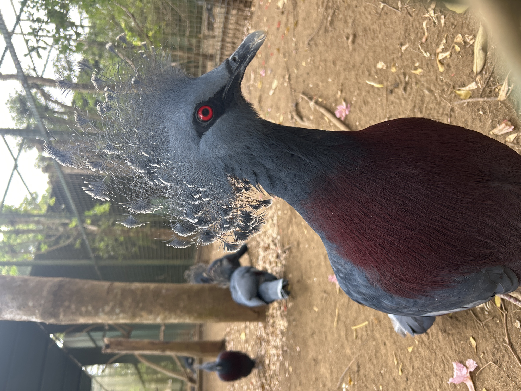 A crowned pigeon with striking red eyes is in the foreground, facing right. Its head is adorned with an elaborate crest of delicate, feather-like structures. The bird's neck and chest are a deep, rich burgundy, contrasting with its slate-grey body. In the background, other crowned pigeons are visible in an outdoor enclosure, with a dirt ground covered in fallen leaves and scattered pink petals. A thick tree trunk stands to the left, and a wire fence encloses the area. The environment appears to be a zoological or conservation setting.