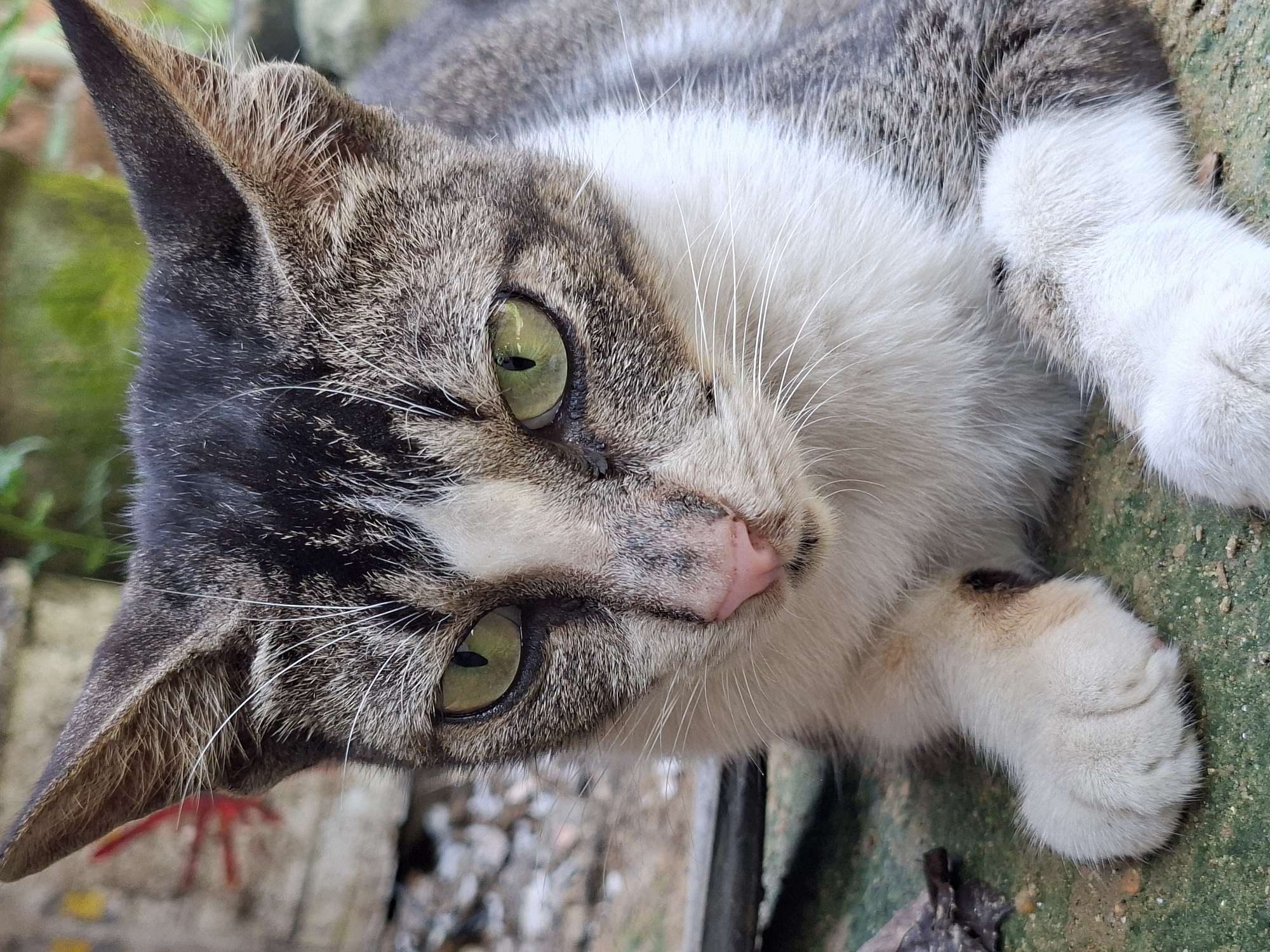A close-up photograph shows a cat lying on a surface. The cat has a grey and white coat, with white fur on its chest and paws. Its eyes are green. The surrounding environment appears to be outdoors, with hints of brick and greenery visible. The specific location of Lhokseumawe, Indonesia is not discernible from the visual information available.