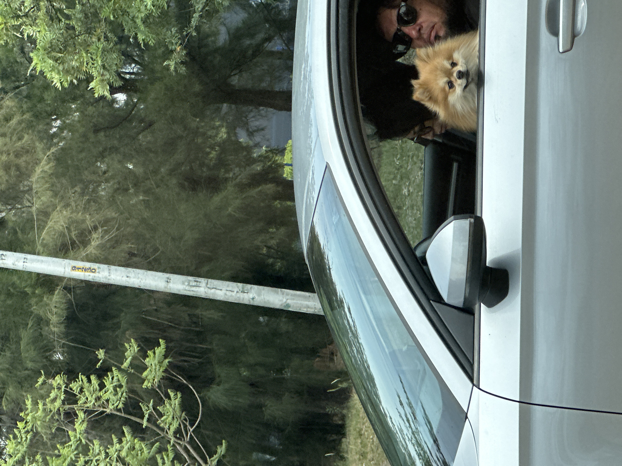 A Pomeranian dog is looking out of the driver's side window of a silver car. The driver, partially visible, is wearing sunglasses. The car appears to be parked near a wooded area. A utility pole is visible to the left of the car. There is no information in the photo to indicate this is in Puebla, Mexico.