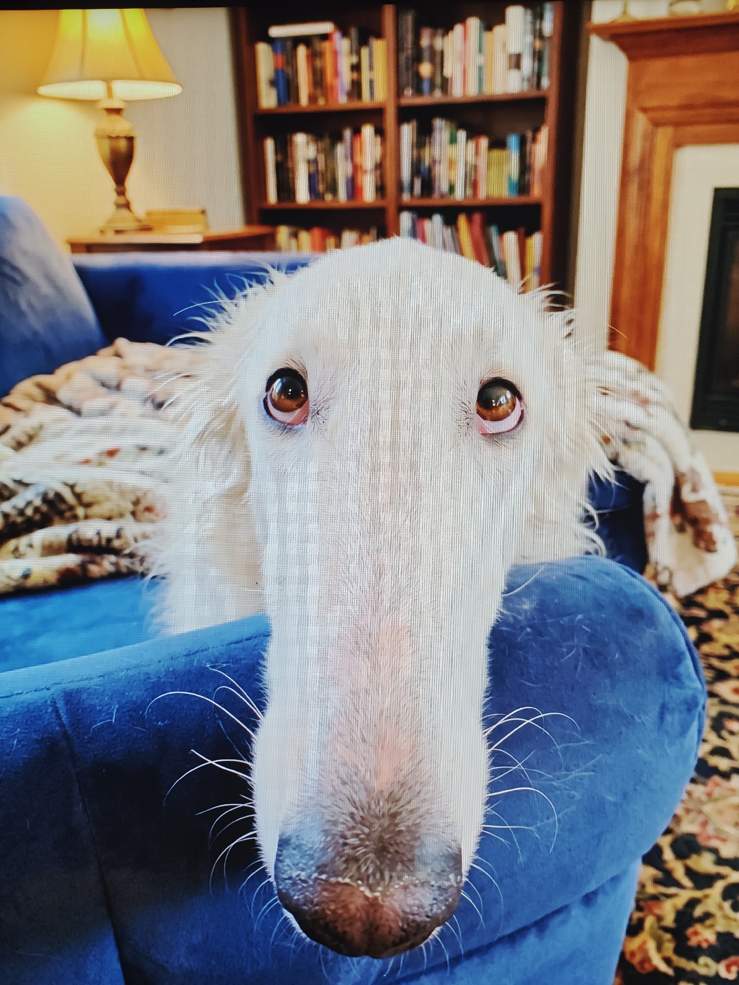 A close-up, head-on shot focuses on the face of a white Borzoi dog, its eyes wide and alert. The dog is positioned on a blue couch, with a blanket draped behind its head. The background reveals a bookshelf filled with books and a fireplace. The lighting suggests an indoor setting, possibly a living room. The dog's long snout and prominent whiskers are clearly visible.