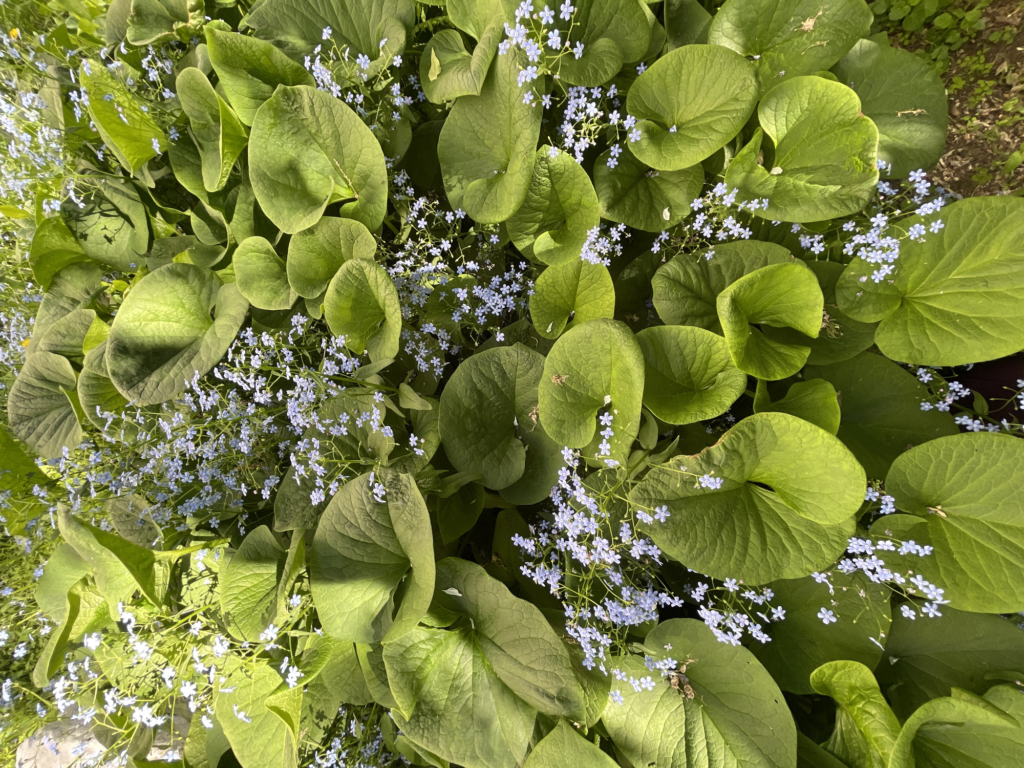 This overhead close-up shot captures a vibrant natural scene dominated by lush green foliage and delicate blue flowers. Large, heart-shaped to rounded green leaves with distinct venation form the bulk of the image, appearing healthy and well-hydrated. Scattered generously among these leaves are numerous clusters of small, five-petaled flowers, colored a soft light blue, strongly resembling forget-me-nots (Myosotis) or Siberian Bugloss (*Brunnera macrophylla*).
The lighting suggests daylight, with some shadows visible on the leaves indicating direct sunlight from an angle, possibly morning or late afternoon. The overall impression is one of natural beauty and tranquility, typical of a garden bed or woodland undergrowth during spring or early summer. No human activity or specific event is taking place; the image focuses solely on the botanical elements. The plants appear to be thriving, suggesting favorable weather conditions. There is no visible text in the image. The scene is consistent with flora found in outdoor environments, such as those in Zheleznogorsk, Russia.