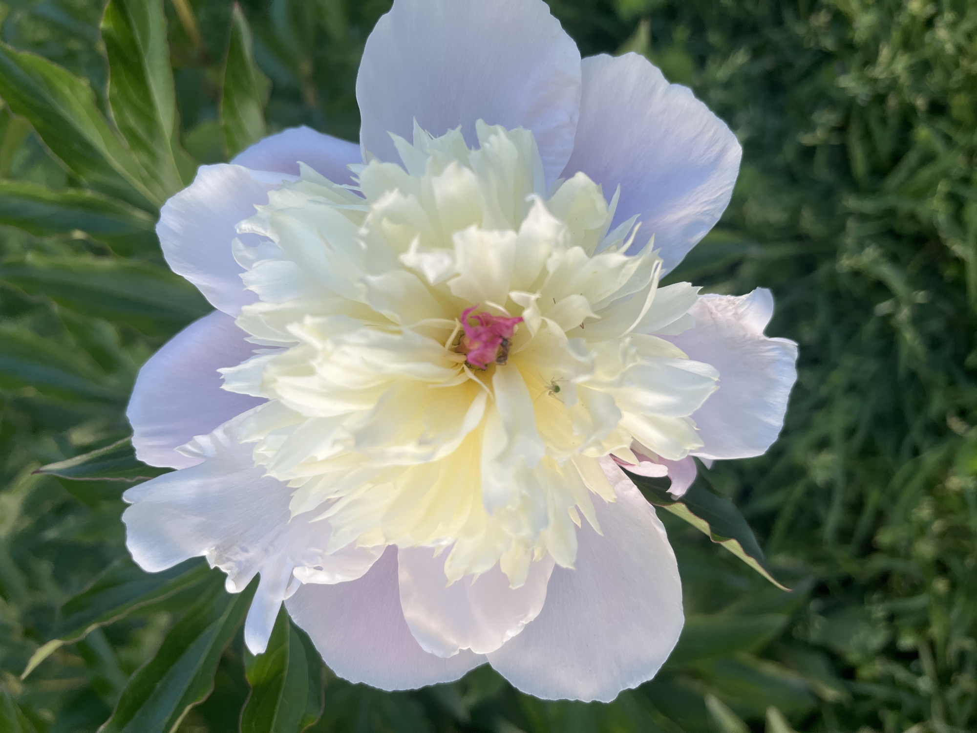 The image shows a close-up of a blooming peony flower with white outer petals and a dense, creamy-yellow center. A small pink stamen is visible at the center of the flower. A tiny green insect sits on one of the central petals. The flower is surrounded by green foliage, likely the peony's leaves. The background is blurred green. There is no evidence to confirm this image was taken in Krasnodar, Russia. The image depicts a flower in an outdoor setting with natural light.