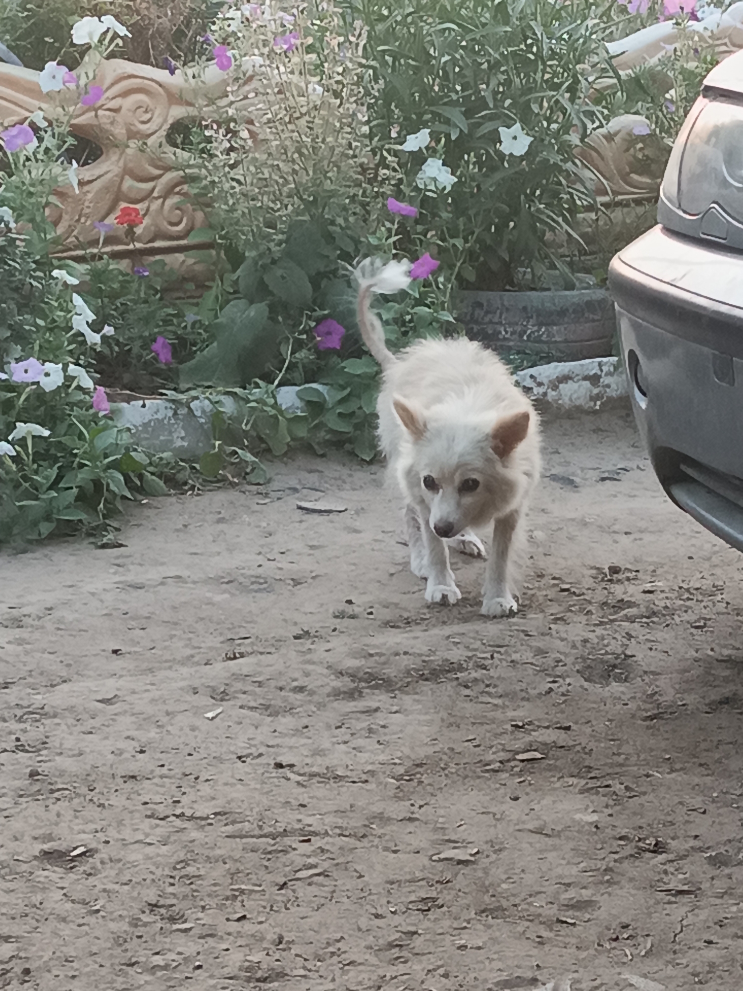 In the city of Vypasne, Ukraine, a light-colored, medium-haired dog stands on a dirt path. The dog is facing forward, with its head slightly tilted and looking towards the viewer. It has pointy ears and its tail is curled upwards. To the right of the dog, a portion of a dark-colored vehicle is visible. In the background, there is a garden with various plants and flowers in shades of pink, purple, and white. A decorative stone sculpture with swirling patterns is also present among the foliage. The overall scene appears to be outdoors, with natural light.