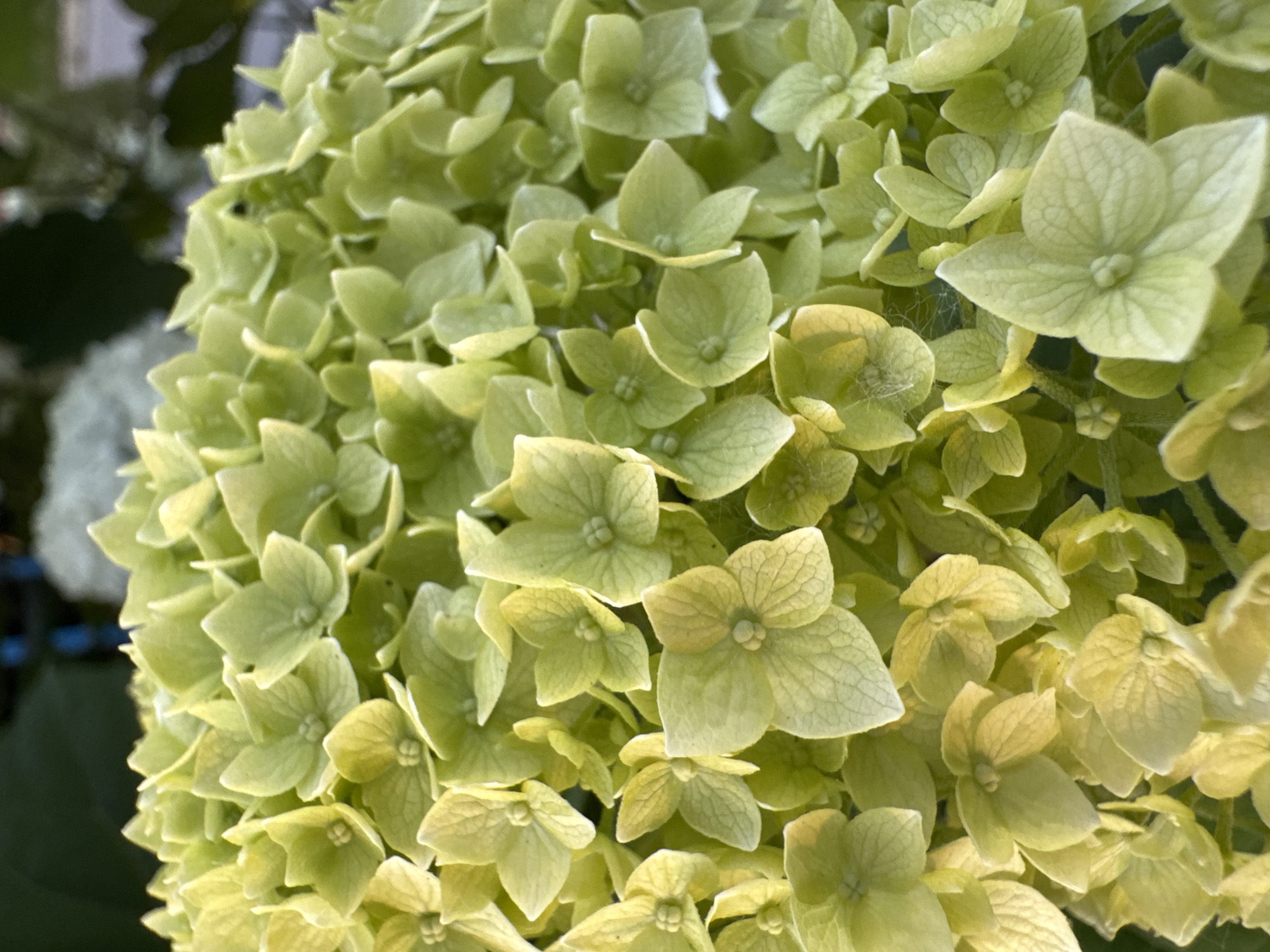 A close-up, detailed view of a cluster of pale green hydrangea flowers. The flowers are small and numerous, forming a dense spherical or hemispherical bloom. Each individual flower has four petals that are slightly cupped and show delicate veining. The petals transition in color from a lighter, almost yellow-green at the edges to a deeper, more saturated green towards the center. Some of the flowers have tiny, lighter-colored centers. The lighting creates subtle shadows and highlights, emphasizing the textured surfaces of the petals and the overall form of the bloom. The background is out of focus, showing dark green foliage and hints of lighter, blurred shapes, suggesting it is an outdoor setting. The image captures the intricate detail and soft color palette of the hydrangea.