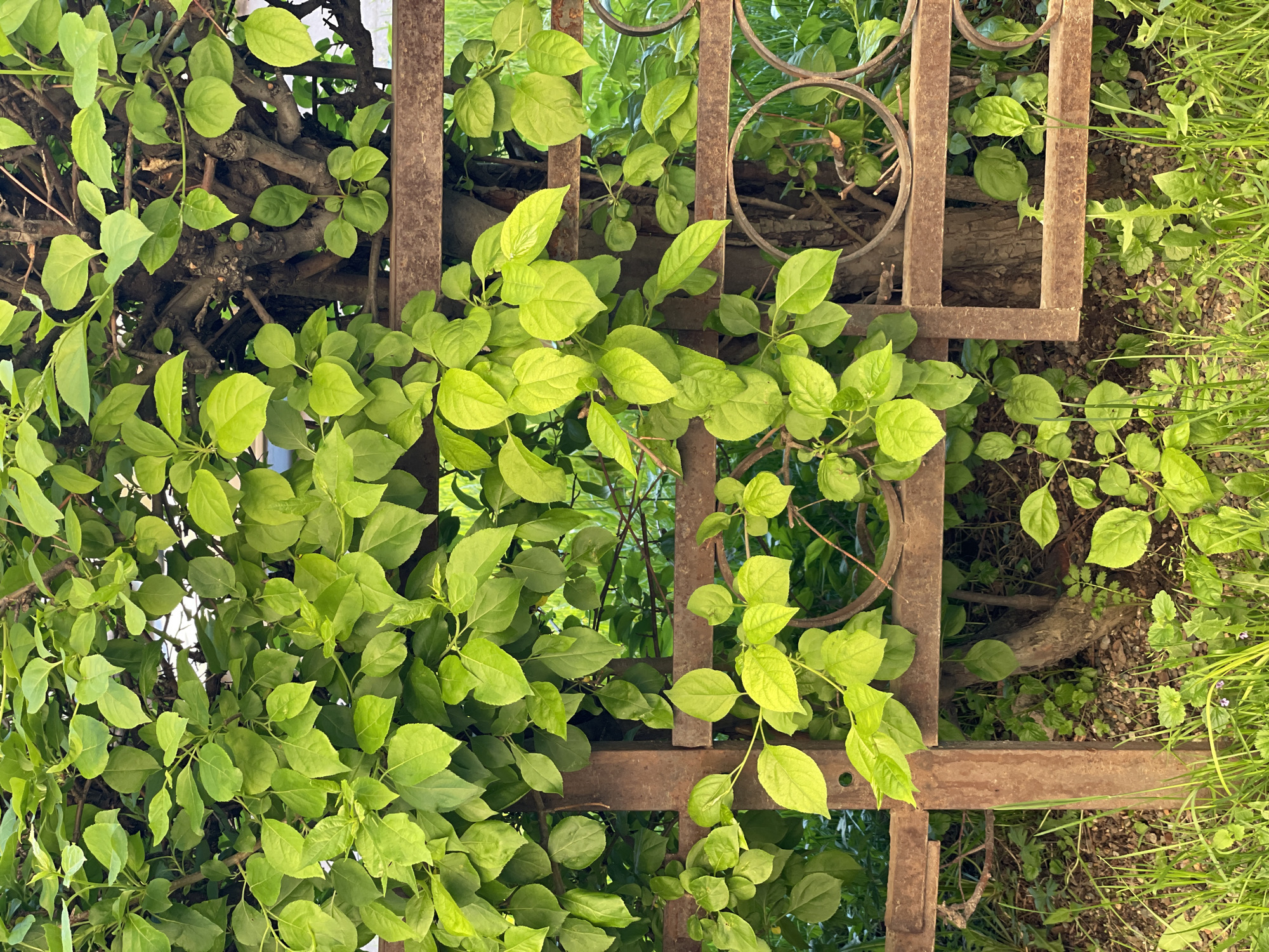 The image shows a section of rusty metal fencing overgrown with lush green foliage. The leaves appear vibrant and healthy, contrasting with the aged, corroded texture of the metal. The fence structure is somewhat intricate, with both straight bars and circular elements. The surrounding area seems to have various other plants, contributing to a dense, natural environment. There are no people visible in the frame. The image suggests a possibly overgrown or neglected area, where vegetation has taken over the man-made structure. The location in Zheleznogorsk, Russia is based on the information provided and does not change the forensic description of the scene itself.