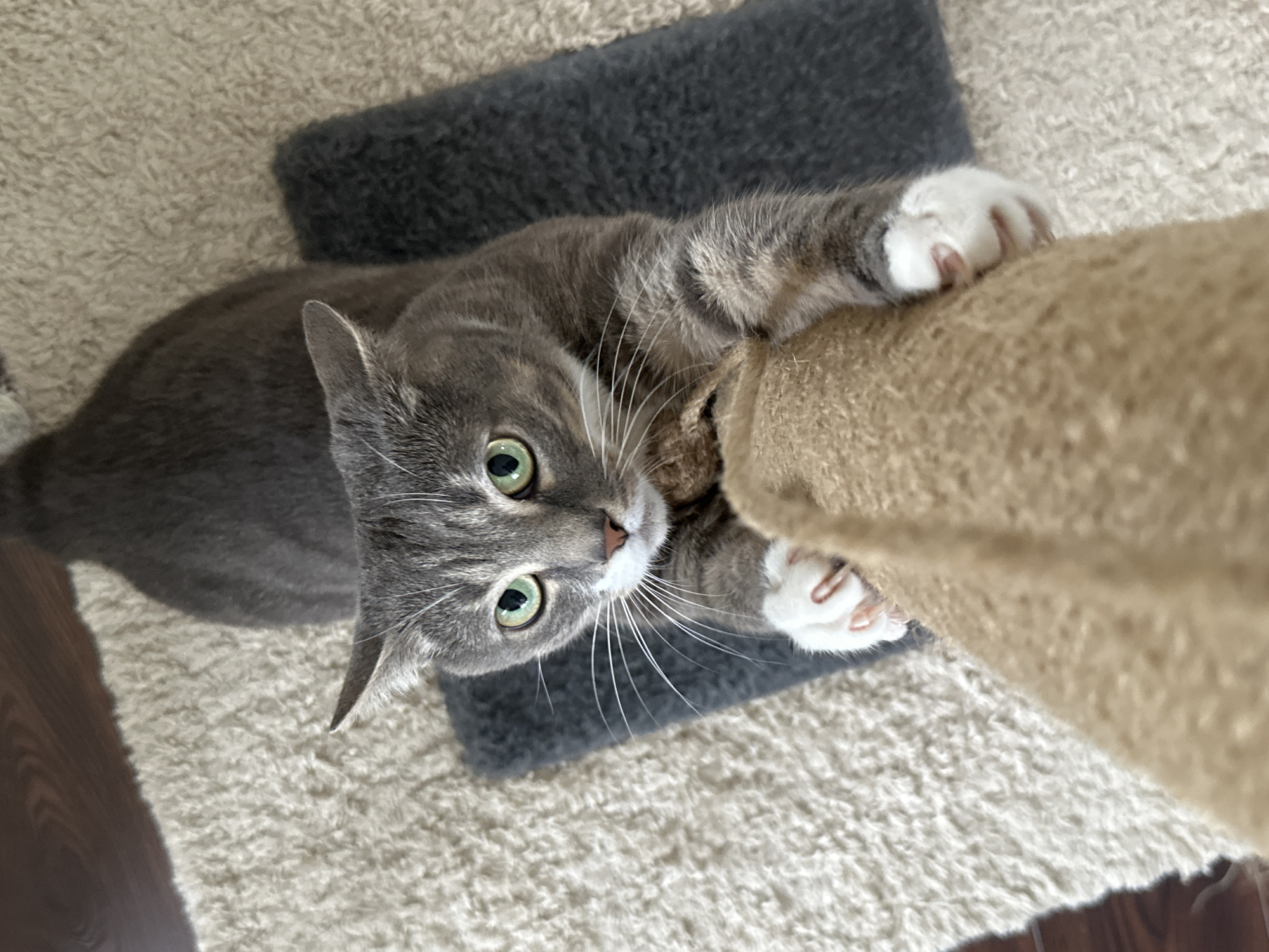 An overhead shot captures a gray tabby cat with bright green eyes and white paws, gripping a beige scratching post. The cat's body is mostly gray with dark stripes, and its ears are pointed upwards. It is positioned on a light-colored rug next to a darker gray mat. The background shows a portion of a wooden floor. The cat appears to be actively engaged with the scratching post, with its front paws extended and claws digging into the material. The lighting suggests an indoor environment, possibly a home.