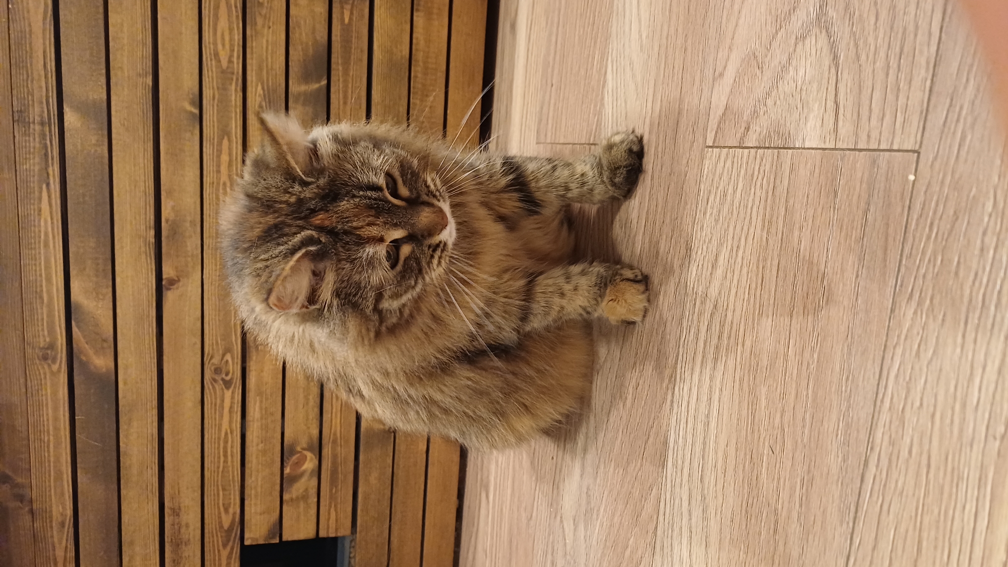 A fluffy, brown tabby cat with prominent white whiskers is resting indoors in Timokhovo, Russia. The cat is captured from a high-angle perspective, curled up on a light-colored wooden floor. Its head is slightly turned to its left, looking upwards and to the left with an attentive expression. The cat's fur displays various shades of brown, grey, and some reddish-orange tones, indicative of a tabby pattern. Its front paws are tucked close to its body, and its hind paws are also visible.
The background consists of two distinct wooden surfaces. To the cat's left, there is a darker wooden paneling or wall made of vertical planks with visible wood grain and knots. To the cat's right and beneath it, a lighter wooden floor with subtle grain extends across the frame. The junction of these two surfaces suggests an indoor corner. The lighting is even, implying an indoor setting with artificial illumination. No text is visible in the image.