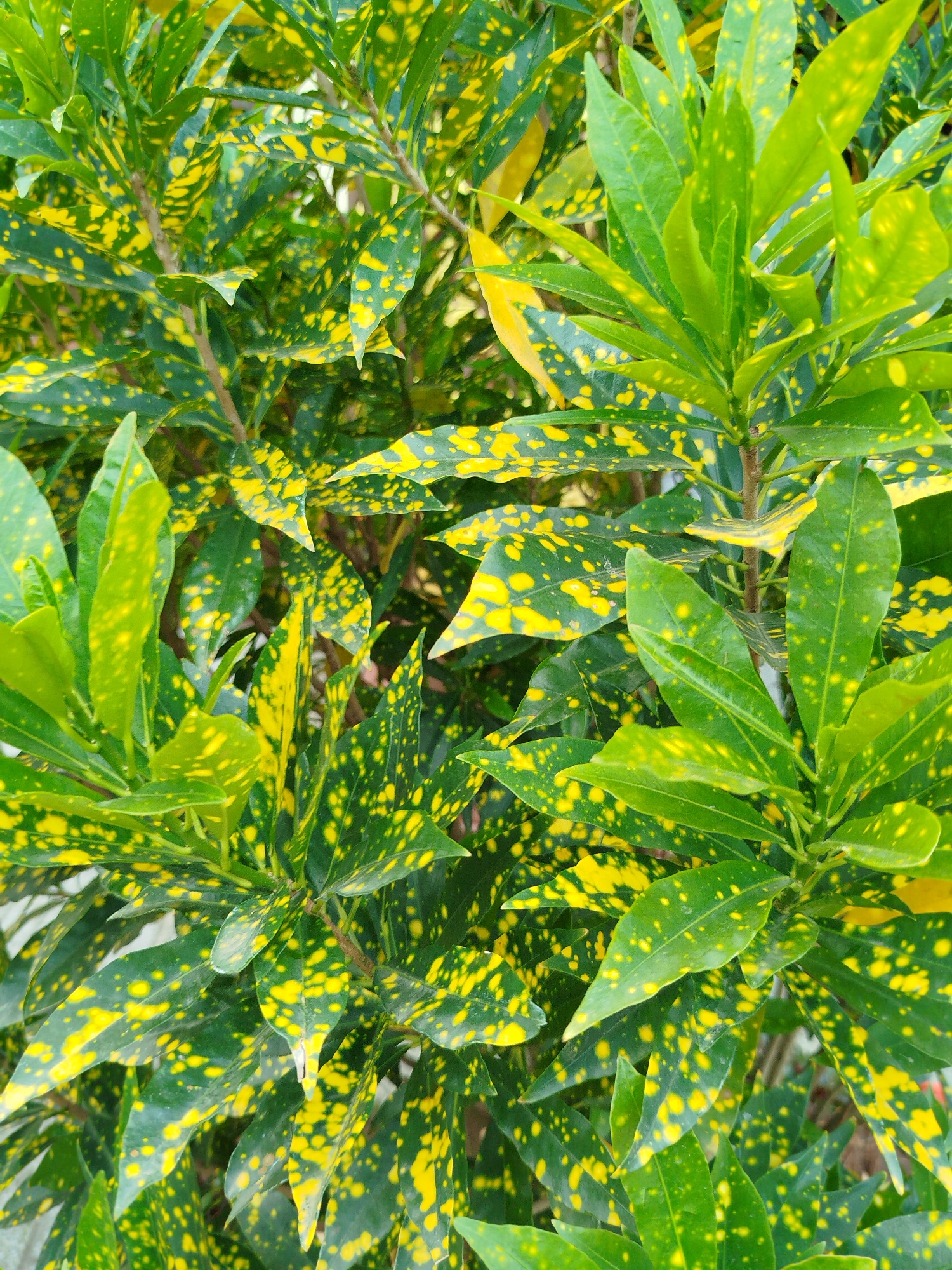 The image shows a close-up of a plant with green leaves speckled with yellow spots. The plant appears to be in a natural setting, likely outdoors. While the image does not explicitly confirm its location, the prompt asks that it be set in Lang Biang - Đà Lạt, Vietnam. Thus, the plant is found in that city. The leaves are dense and cover much of the frame. The background is blurred, but suggests more foliage.