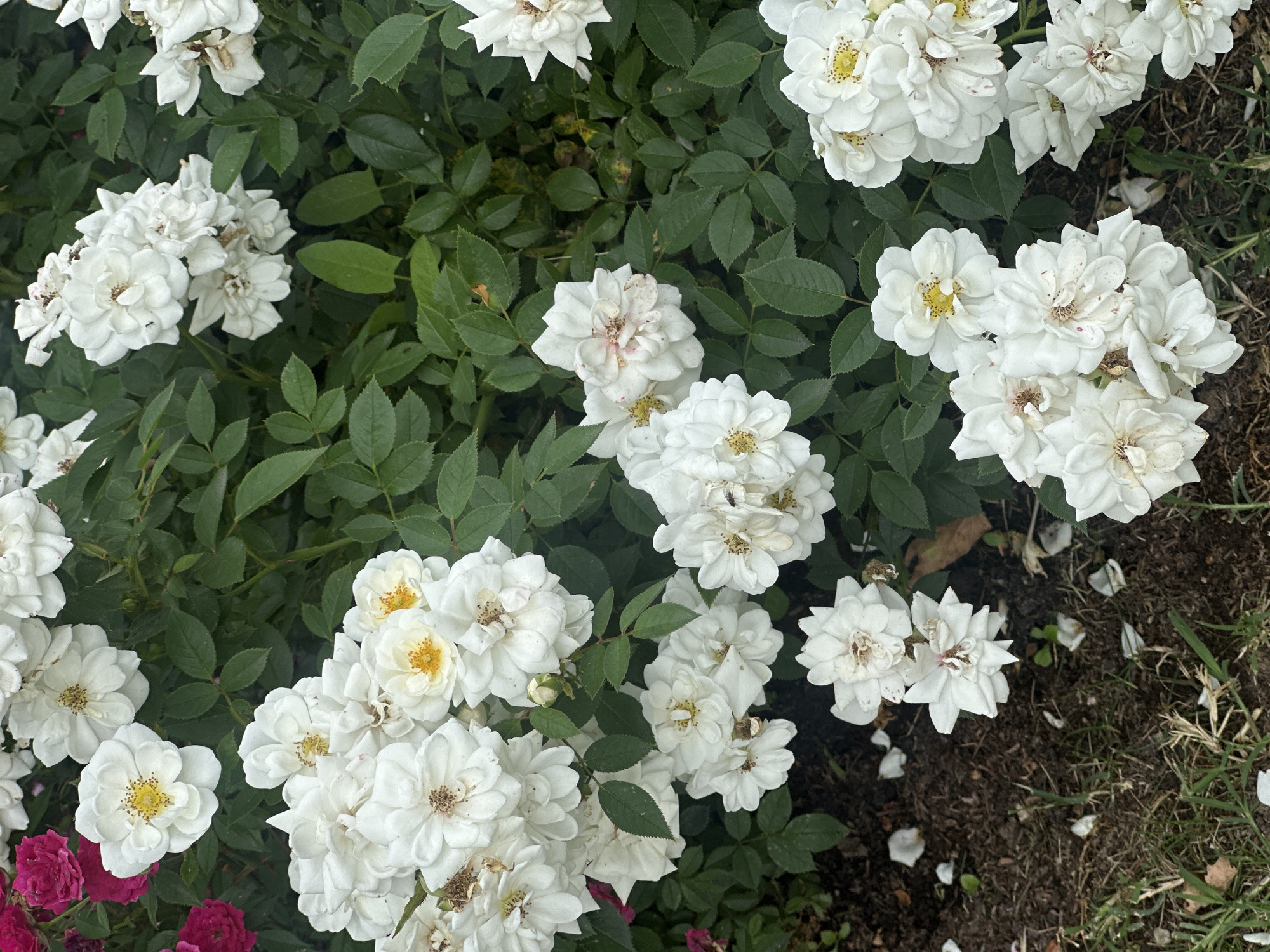 A close-up, overhead shot captures a dense cluster of white roses with dark green foliage, some bright pink roses are visible at the top left and a single red rosebud is visible near the bottom left. Some of the white roses have yellow centers and others have light brown, dried petals. Fallen white petals are scattered across the dark soil and grass in the foreground. No people or specific landmarks are visible in the image, so the location in Sofia, Bulgaria cannot be determined from the visual information provided.