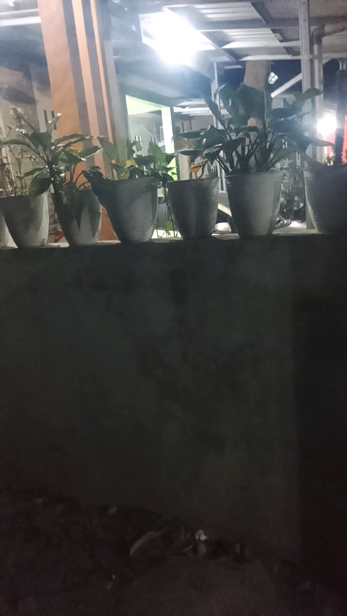 The image depicts a row of potted plants on a ledge, likely outdoors at night. The plants are in light-colored, possibly concrete, pots. The background shows a building structure with lights illuminating the area. In the foreground, the lower portion of the image is dark and blurred, with some indistinct shapes that could be debris or ground cover. The overall impression is a somewhat blurry, low-light scene with plants as the primary focus. No specific details about the city of Ujungrusi, Indonesia, can be inferred from the image itself.