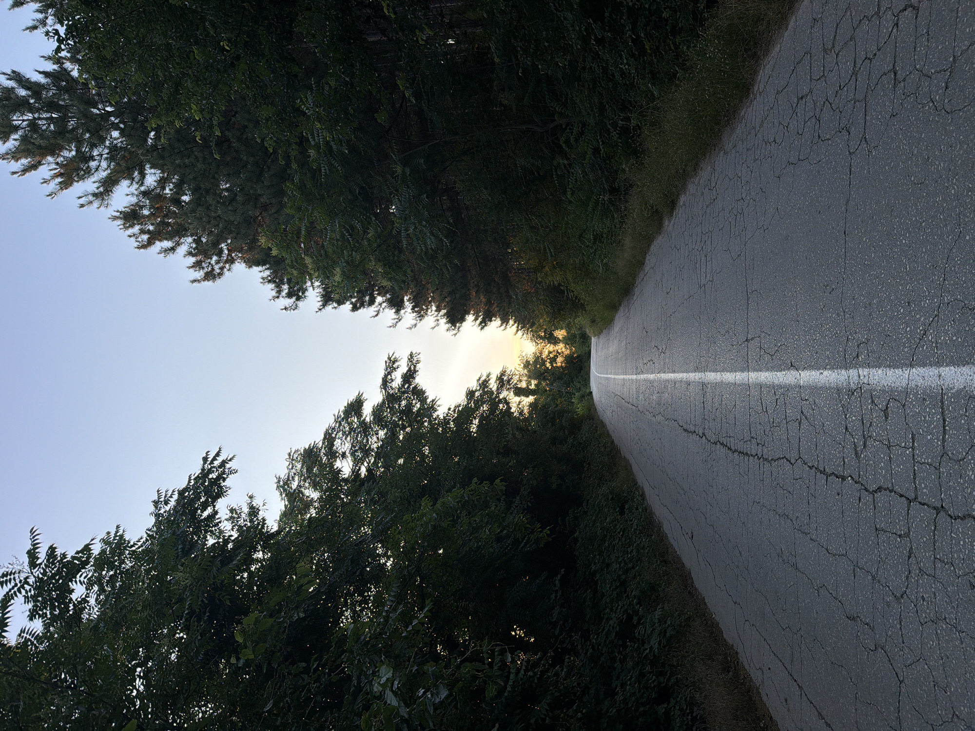 The image depicts an asphalt road with a white dividing line, curving slightly into a wooded area. The road surface is cracked and shows signs of wear. Dense green foliage lines both sides of the road, with taller trees, including what appear to be pine trees, dominating the right side. The sky above is a clear, pale blue, transitioning to a soft yellow and orange hue near the horizon, suggesting either sunrise or sunset. The lighting indicates a low sun angle, casting some shadows and highlighting the texture of the road. There are no people or vehicles visible in the scene. The environment suggests a rural or semi-rural location, potentially a forest road on the outskirts of Muldava, Bulgaria, given the context.