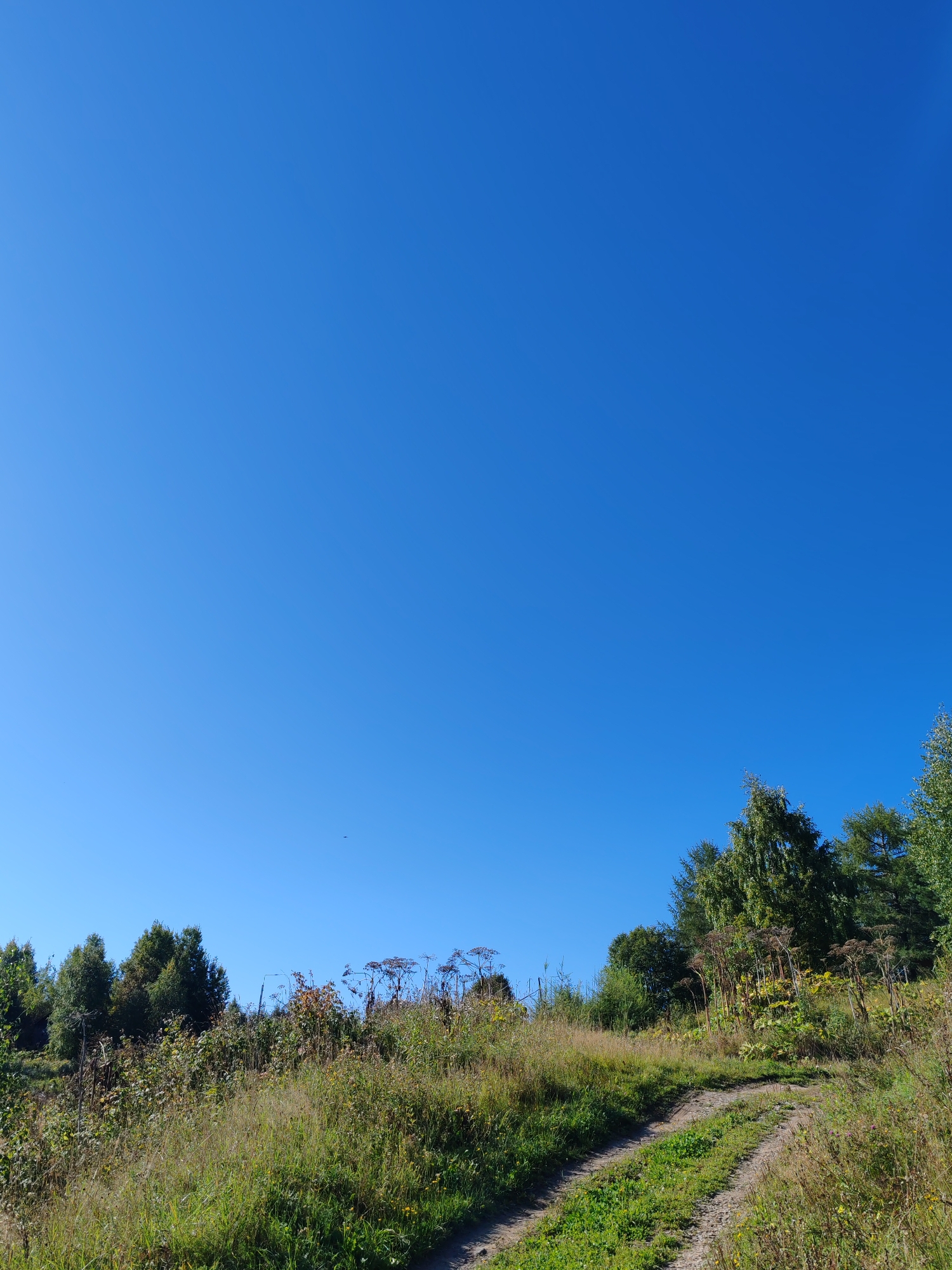 The image depicts an outdoor scene with a clear blue sky dominating the upper portion. The lower half of the image shows a dirt road winding uphill through a landscape of tall green grass and various plants, some with dried seed heads. Trees are visible on the left and right sides of the frame, with a dense cluster of green trees in the background, and taller, lighter green trees on the right. The overall impression is of a rural or natural setting under a bright sky. The specific location of Чухлэм, Russia, is not visually indicated within the image itself, and can only be inferred from the prompt.
