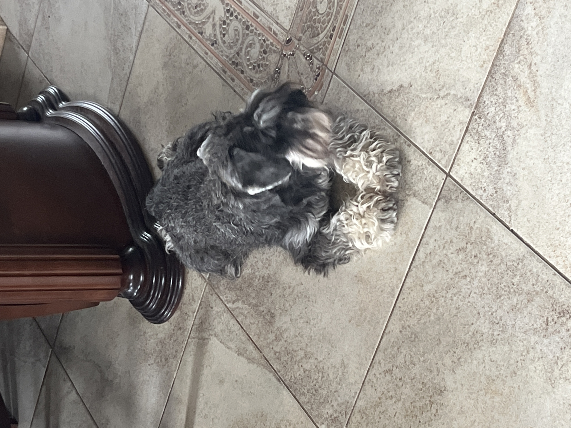 A miniature schnauzer lies on a tiled floor next to the base of a dark brown wooden table. The dog is primarily gray and white with wiry fur, its legs tucked underneath its body. The floor tiles are a light beige color with some darker speckles, and grout lines are visible. A decorative tiled border runs along the right side of the image. The table has a fluted design on its base and appears to be made of dark wood with a curved edge. The scene is indoors, likely in a home. The location of Vladimirovka, Russia is not depicted or inferable from the image.