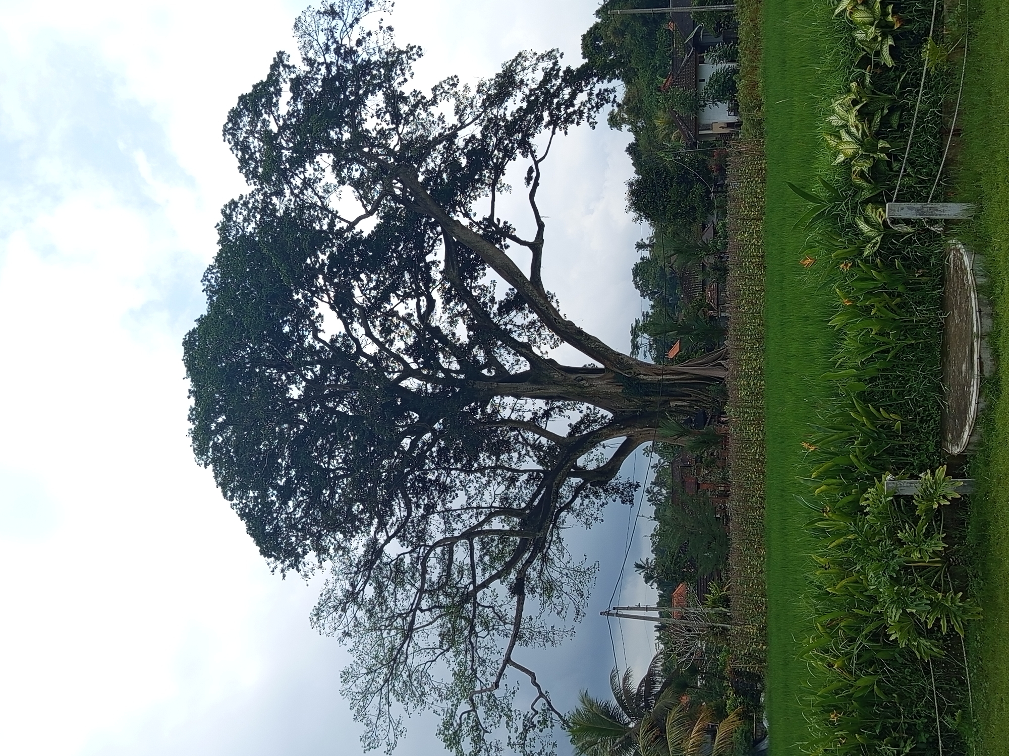 The image displays a serene and verdant rural landscape in Baturiti, Indonesia, centered around a majestic, ancient tree, likely a banyan, which dominates the left and central portions of the frame. The tree boasts an enormous, dense canopy of dark green leaves, and its thick, sprawling branches and visible aerial roots speak to its age and grandeur.
To the right of the towering tree, the scene transitions into a vibrant expanse of lush green. This area features neatly trimmed grass, a variety of tropical bushes, and hedges, with occasional splashes of orange from flowering plants. A subtle boundary, possibly a fence or rope, runs through the greenery. In the lower right corner, a partial view of a circular concrete or stone structure is visible.
In the background, behind the mid-ground vegetation, several houses or buildings with reddish-brown roofs are nestled amongst smaller trees and dense foliage, indicating a rural settlement or village. Power lines and utility poles are also present, signifying some level of infrastructure within this natural setting.
The sky is overcast, filled with soft, light gray clouds, suggesting a bright but cloudy daytime. There is no discernible human activity or visible text within the scene. The overall impression conveyed is one of peaceful tropical beauty and the quiet resilience of nature in the Indonesian countryside.