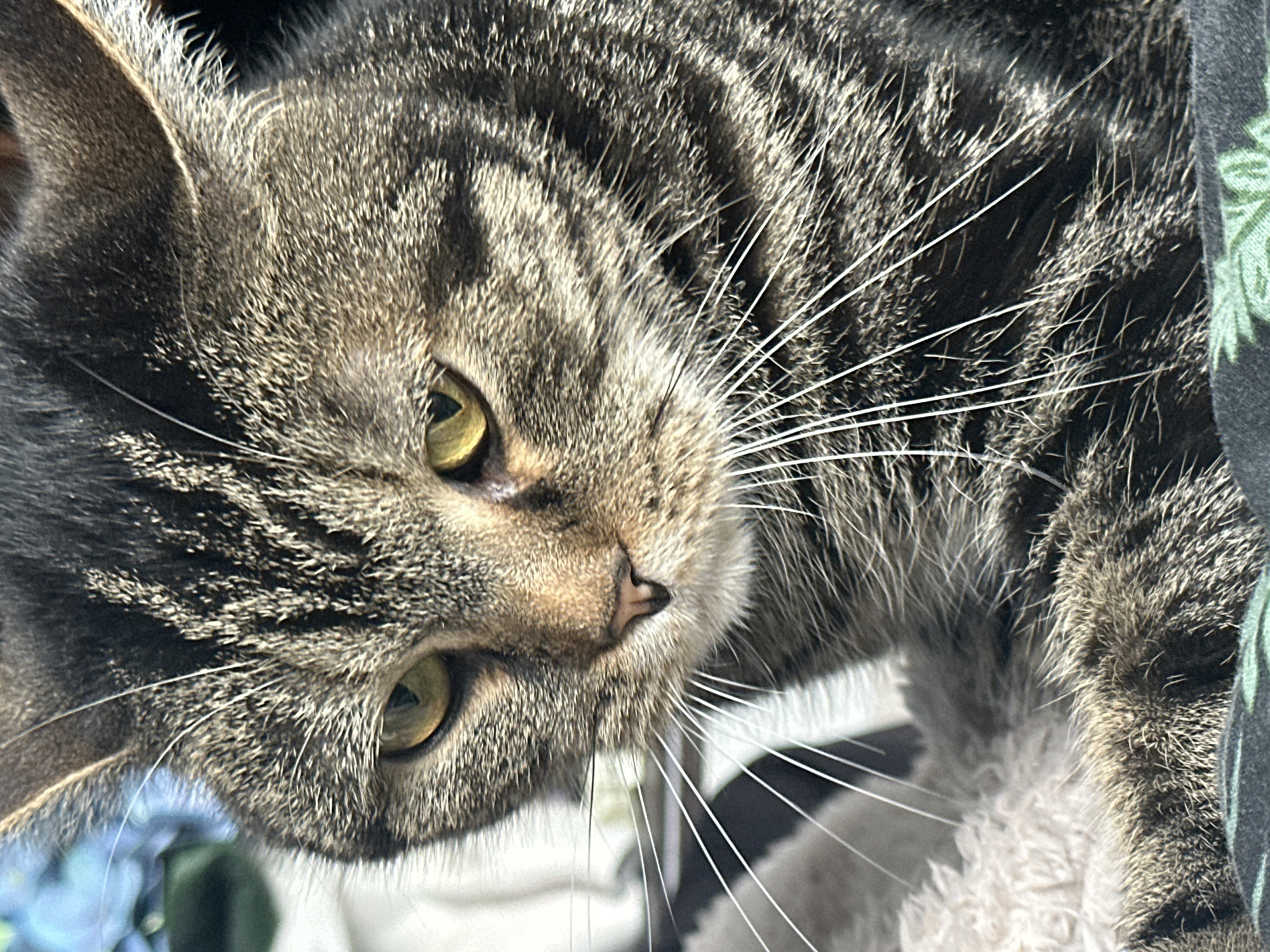 A close-up, tilted view shows the face of a tabby cat. The cat has striped fur, golden-green eyes, and long white whiskers. The background shows blurred elements, including what appears to be a floral print fabric and other indistinct objects. The image contains no identifiable elements that would place it in Stavropol, Russia.