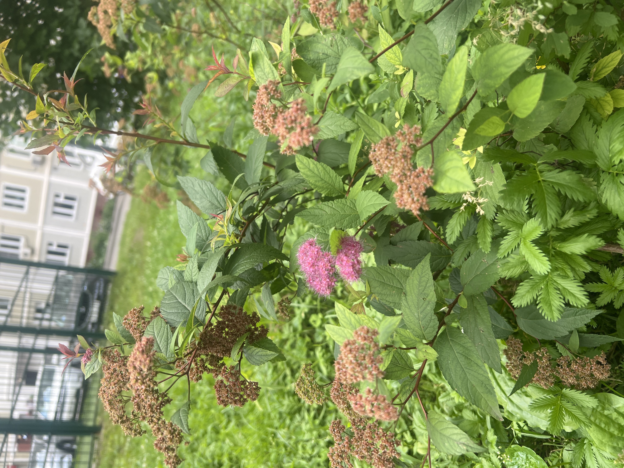 This image shows a close-up of a shrub with green leaves and clusters of small, dried brown flower buds, as well as a few clusters of bright pink flowers. The shrub is located outdoors, with a blurry background that suggests an urban environment. A green metal fence and a light-colored building with multiple windows are visible in the background, along with some parked vehicles. The setting appears to be a residential area or a park within the city of Moscow, Russia. No people are present in the image.