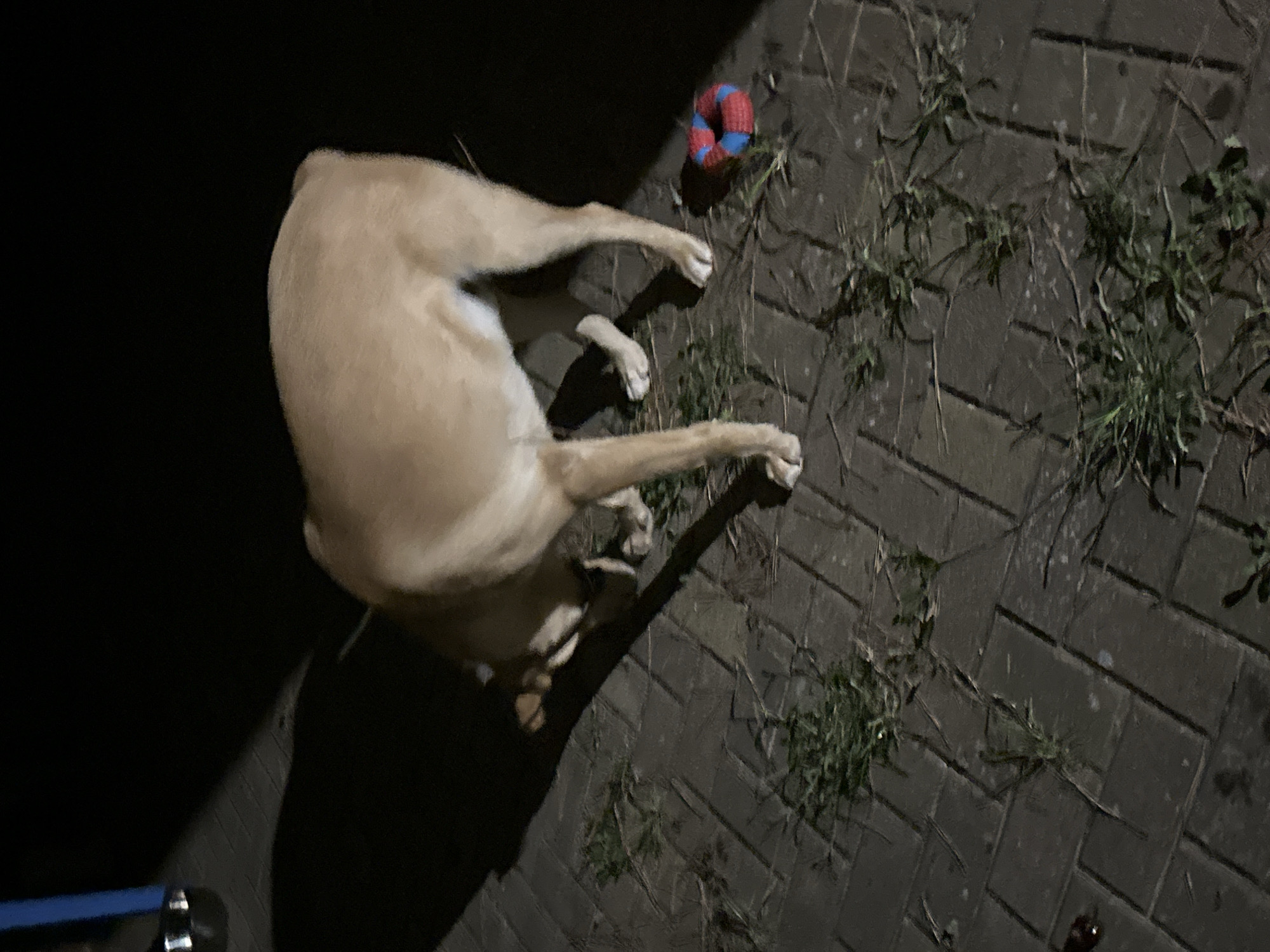 A medium-sized, tan-colored dog is sniffing the ground in a paved outdoor area at night. The dog is facing away from the camera, with its head lowered. There is a small, circular toy, red and blue, near the dog's hind legs. The ground is made of interlocking pavers, with patches of green grass growing between them. A dark shadow is cast on the ground to the left of the dog, likely from a light source outside the frame. A blue object, possibly part of a fence or railing, is visible in the upper left corner of the image. The scene appears to be a backyard or patio area. No specific landmarks in Sochi, Russia, are identifiable from this image.