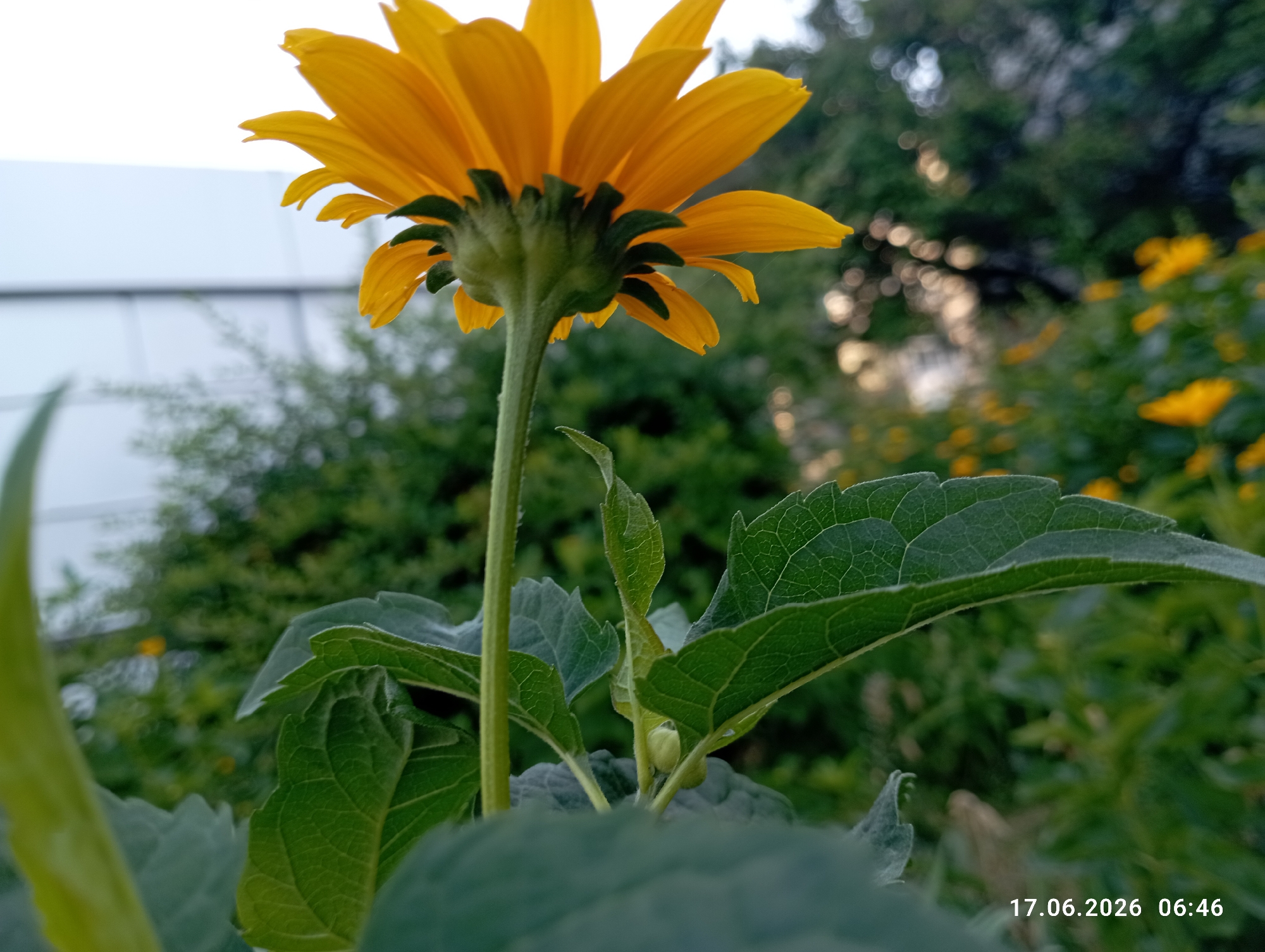 A low-angle, close-up shot focuses on the underside of a bright yellow daisy-like flower. The flower's petals, a vibrant yellow with hints of orange near the center, are clearly visible from this perspective, appearing slightly curled and delicate. The green stem, thick and sturdy, is also prominent, with a few small leaves clinging to it. The background is a blur of lush green foliage, with hints of other yellow flowers scattered throughout. To the left of the flower, a white building with horizontal lines is partially visible, suggesting an outdoor setting, possibly a garden or park, with some urban infrastructure nearby. The timestamp "17.06.2026 06:46" is overlaid in the lower right corner.