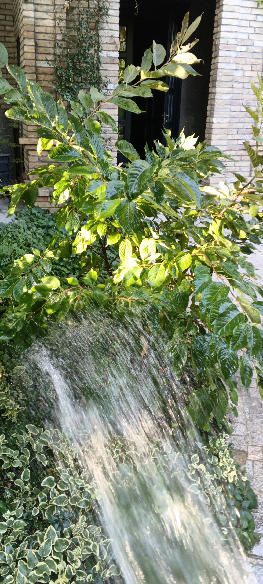 In an outdoor setting, water from a hose sprays onto lush green foliage. The plants appear to be part of a garden or landscaped area, with various shades of green and some lighter variegated leaves visible near the bottom of the frame. Behind the plants, a brick wall forms part of a building structure. The sunlight highlights the water spray and the glossy surfaces of the leaves. The overall impression is one of watering plants. This scene is typical of an urban garden or courtyard in Tashkent, Uzbekistan, where such landscaping is common.