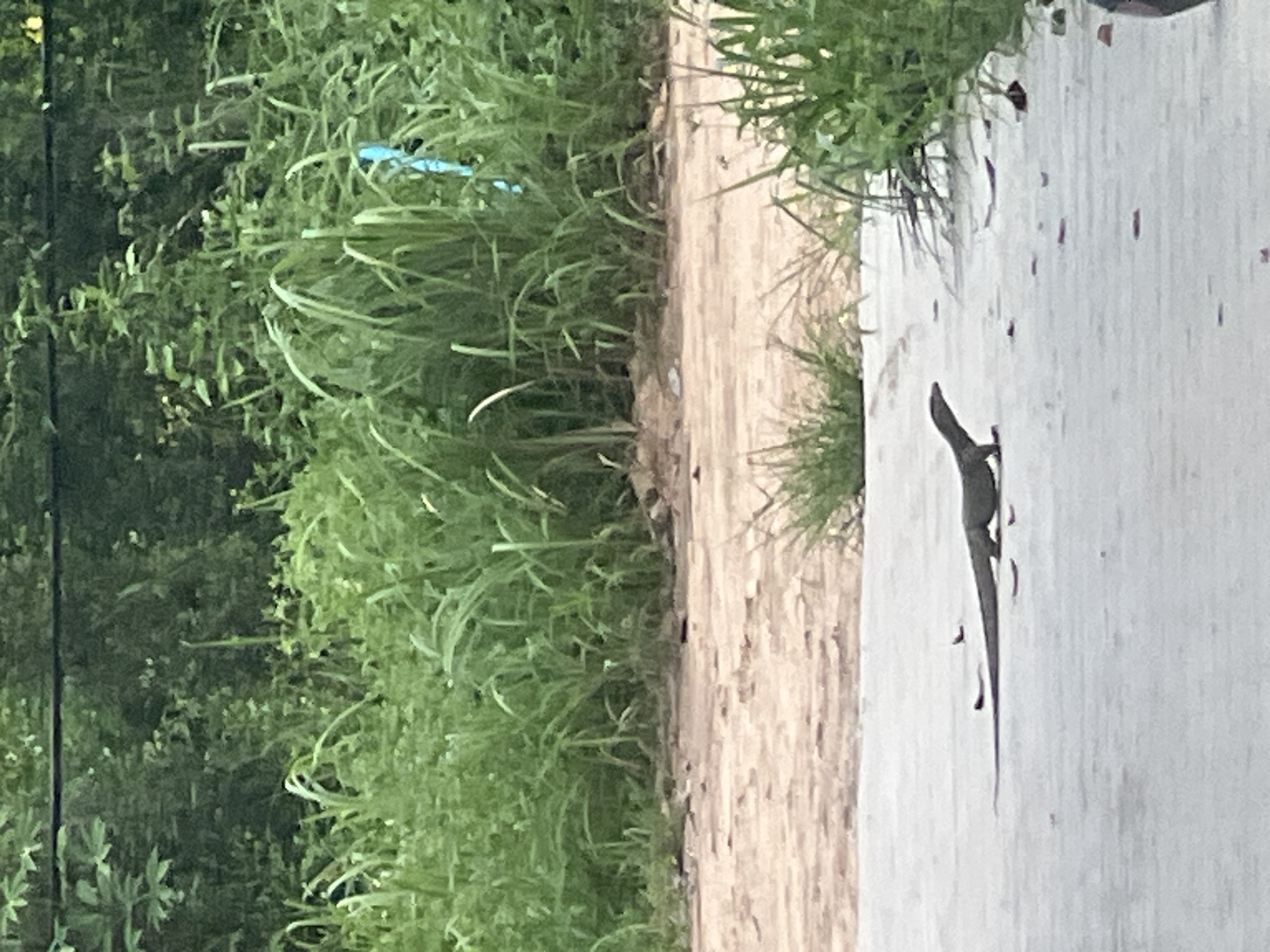 In the city of Ko Pha-ngan District, Thailand, a monitor lizard walks across a paved surface. The lizard is dark gray and appears to be an adult. It is walking from left to right, with its tail extended behind it. In the background, there is a dense area of green vegetation, including tall grasses and trees. The ground in front of the vegetation is a light brown, sandy dirt. The paved surface the lizard is on is light gray and appears to be concrete. There are a few small, dark, irregularly shaped objects scattered on the paved surface. The overall scene is outdoors and appears to be in a natural or semi-natural environment.