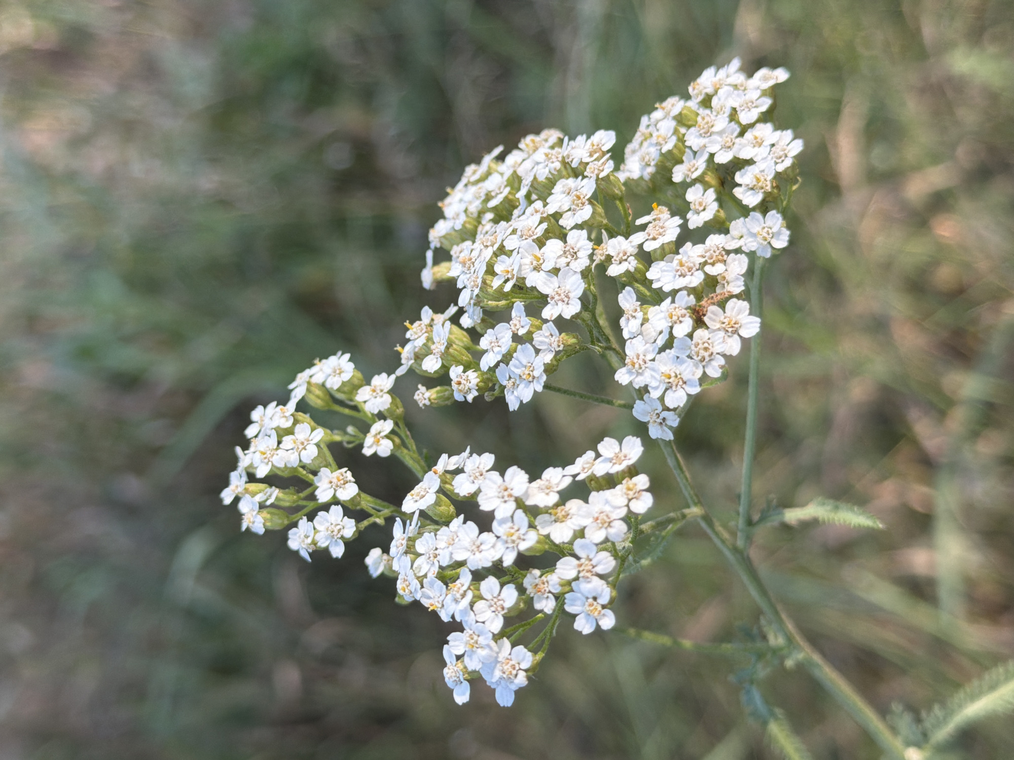 This is a close-up, eye-level, vertical, outdoor photograph of a cluster of white yarrow flowers in bloom. The flowers are small with delicate white petals and yellow centers, clustered together on thin green stems. The background is softly blurred, featuring muted green and brown tones of grass and foliage, suggesting a natural, uncultivated environment. There is no sign of urban infrastructure, indicating the image was likely taken in a rural setting, such as the outskirts or countryside surrounding Узюково, Russia, rather than within the populated areas of the city itself. No people or animals are visible.