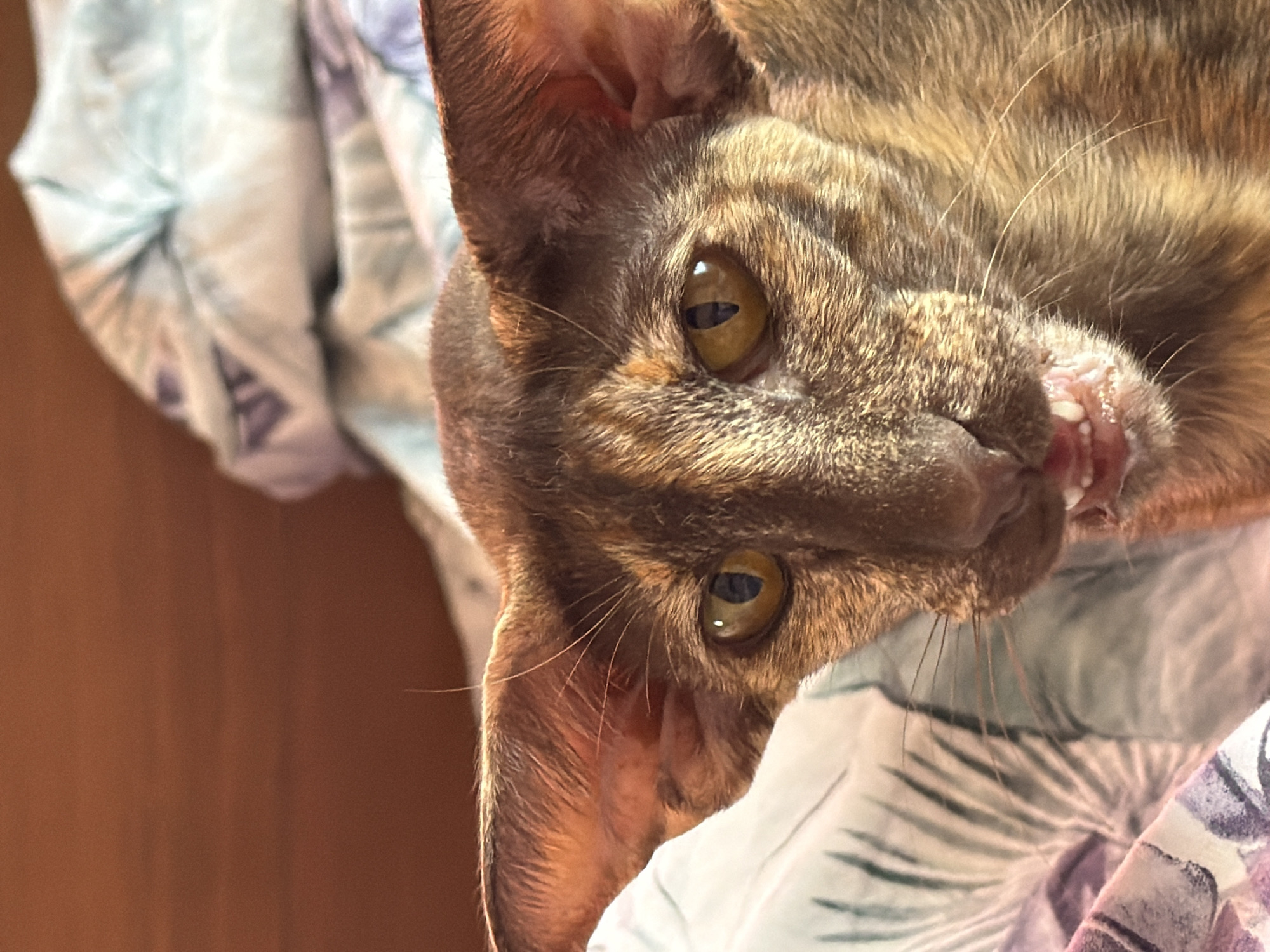 A close-up shot shows a brown tabby cat lying on a patterned bedspread. The cat's face is angled towards the viewer, with golden-yellow eyes and visible teeth. The cat's ears are large and pointed. The background includes the bedspread and a wooden surface. The photograph was taken in an unknown location and there is no information about the location in the city of Chaikovsky, Russia.