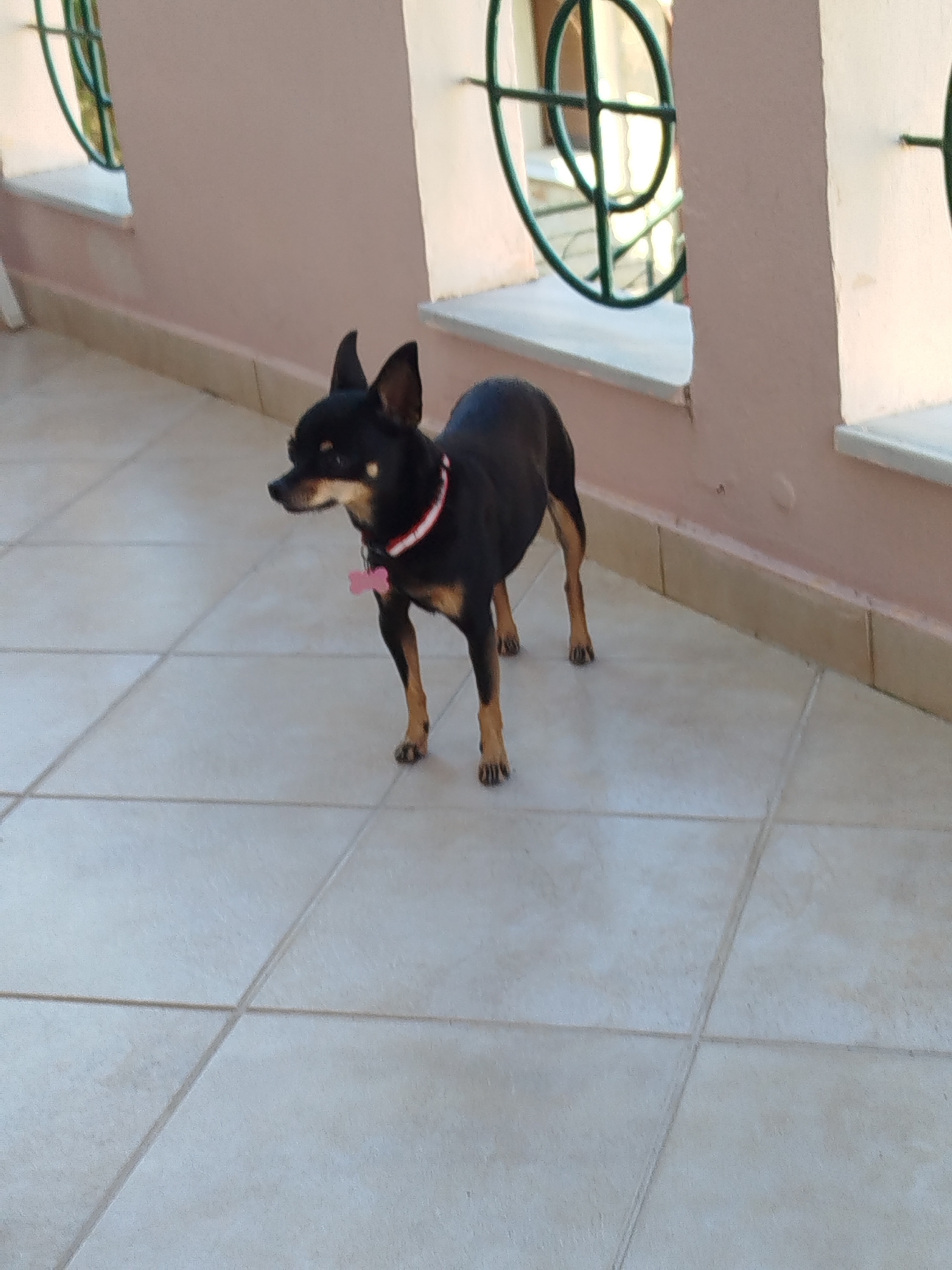A small, black and tan dog stands on a tiled floor in front of a pale pink wall. The dog is wearing a pink and white collar with a pink bone-shaped tag. Behind the dog, there is a ledge and a decorative circular window grill. The flooring appears to be outdoor tiles. The scene is likely an exterior walkway or balcony.