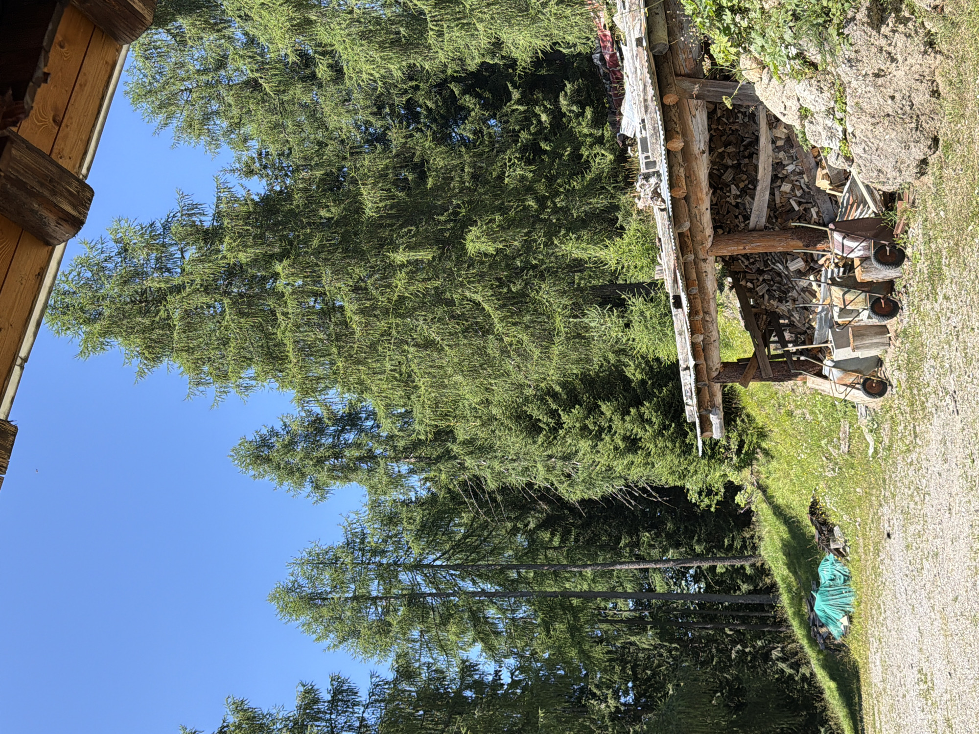 This image depicts an outdoor scene in the mountainous region of Lateis / Latais, Italy, likely during daytime given the bright sunlight and clear blue sky. In the foreground, a gravel-covered area is visible, leading to a rustic wooden structure. This structure appears to be an open-sided shed or woodshed, filled with neatly stacked firewood. Several wheelbarrows, some appearing old and rusted, are positioned in front of the shed, suggesting recent or ongoing activity related to wood processing or transport. To the left of the shed, a pile of logs is covered with a bright green tarp, possibly for protection from the elements.
The background is dominated by a dense forest of tall coniferous trees, characteristic of a mountainous alpine environment. The terrain slopes upwards behind the shed, covered in green grass and wildflowers, further emphasizing the rural and natural setting. The composition of the image is framed by the wooden beams of a structure, perhaps a porch or overhang, implying the viewpoint is from a building looking out onto this scene. No people are visible in the image, and the overall impression is one of a tranquil, functional, and natural landscape.