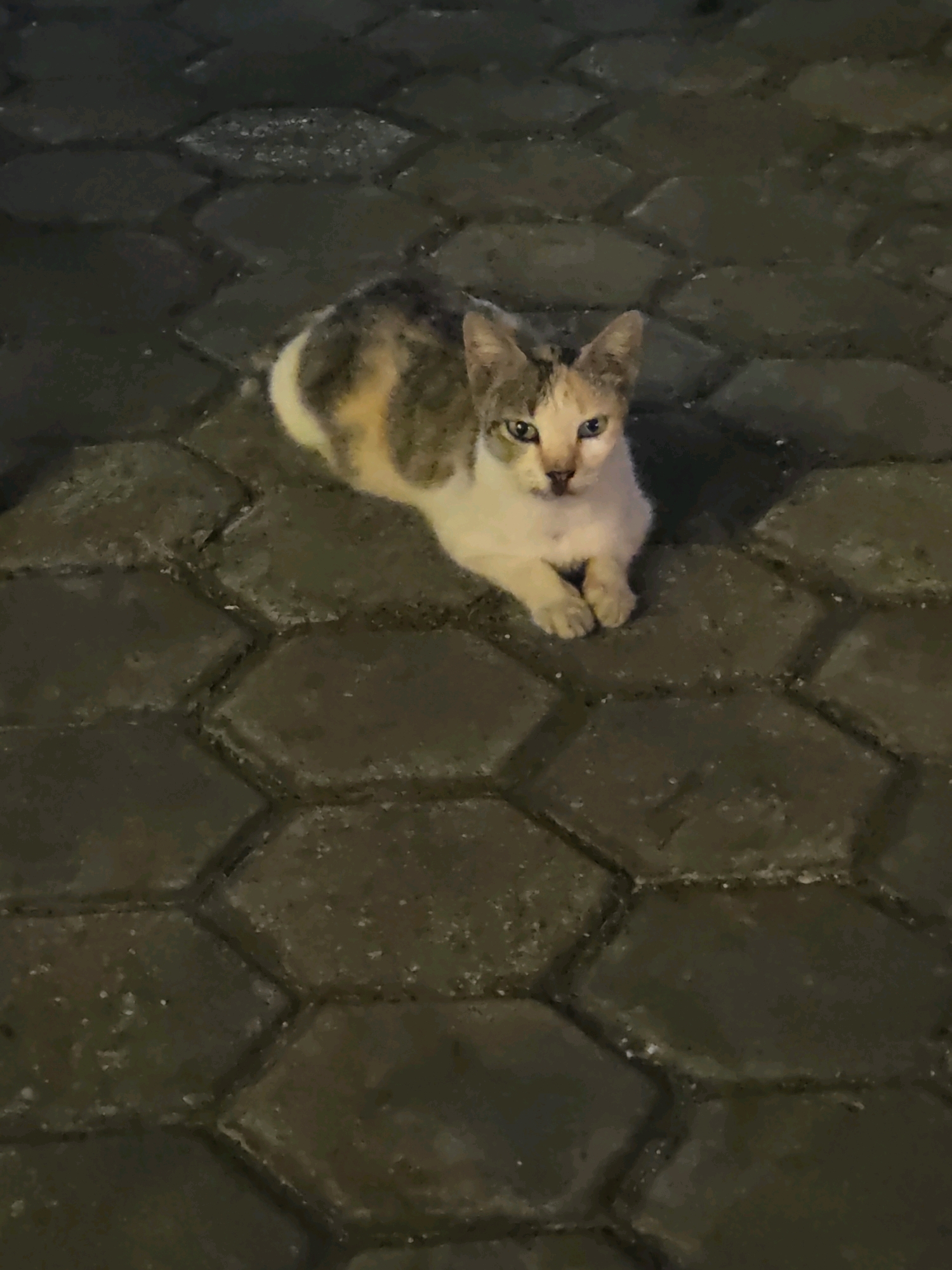 A calico cat with one blue eye and one green eye sits on a patterned pavement in Tanjung Pinang, Indonesia. The cat is predominantly white with patches of orange and grey. It is facing forward, looking directly at the camera with its front paws tucked beneath it. The pavement is made of dark, interlocking hexagonal stones, some of which appear wet or damp. The lighting suggests it is nighttime or a dimly lit area.