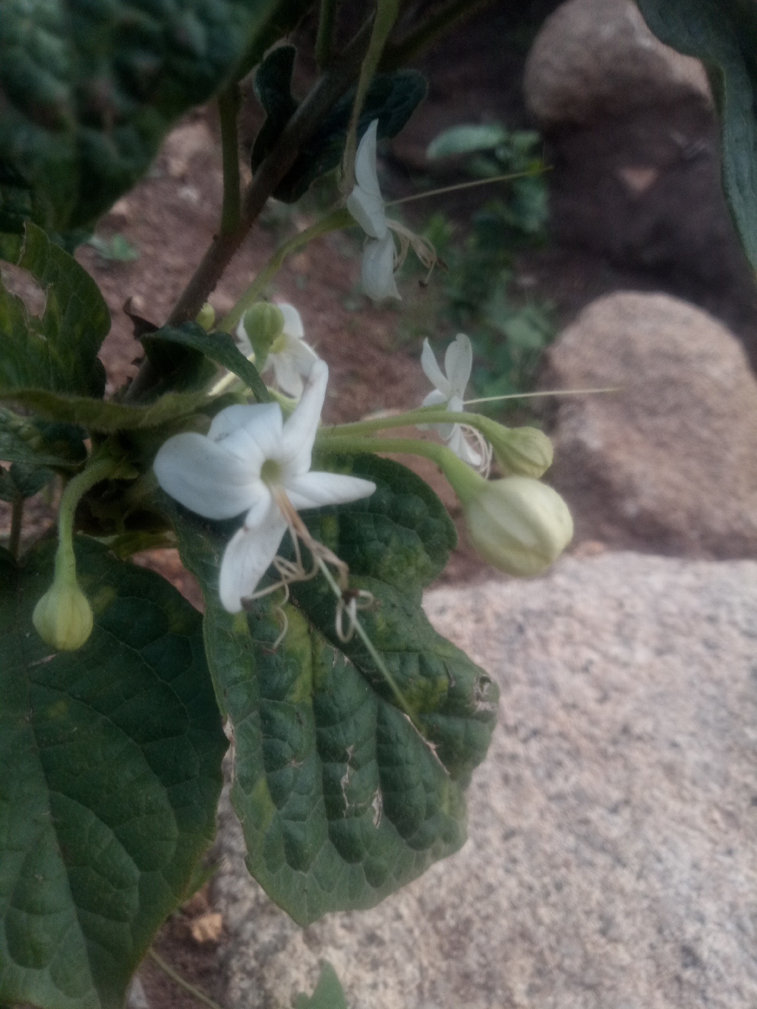 A close-up shot shows delicate white flowers and green buds on a plant. The flowers have thin, elongated petals and thin, wispy stamens. Several unopened buds are visible, some hanging from slender stems. The plant has large, dark green leaves with a textured surface, some of which show yellowing or damage. The background is blurred, with large, rounded stones and a reddish-brown, earthy ground visible. The overall lighting suggests it might be daytime, with soft light illuminating the flowers. The scene is natural and appears to be outdoors, possibly in a garden or rocky terrain. No people, text, or specific events are depicted.