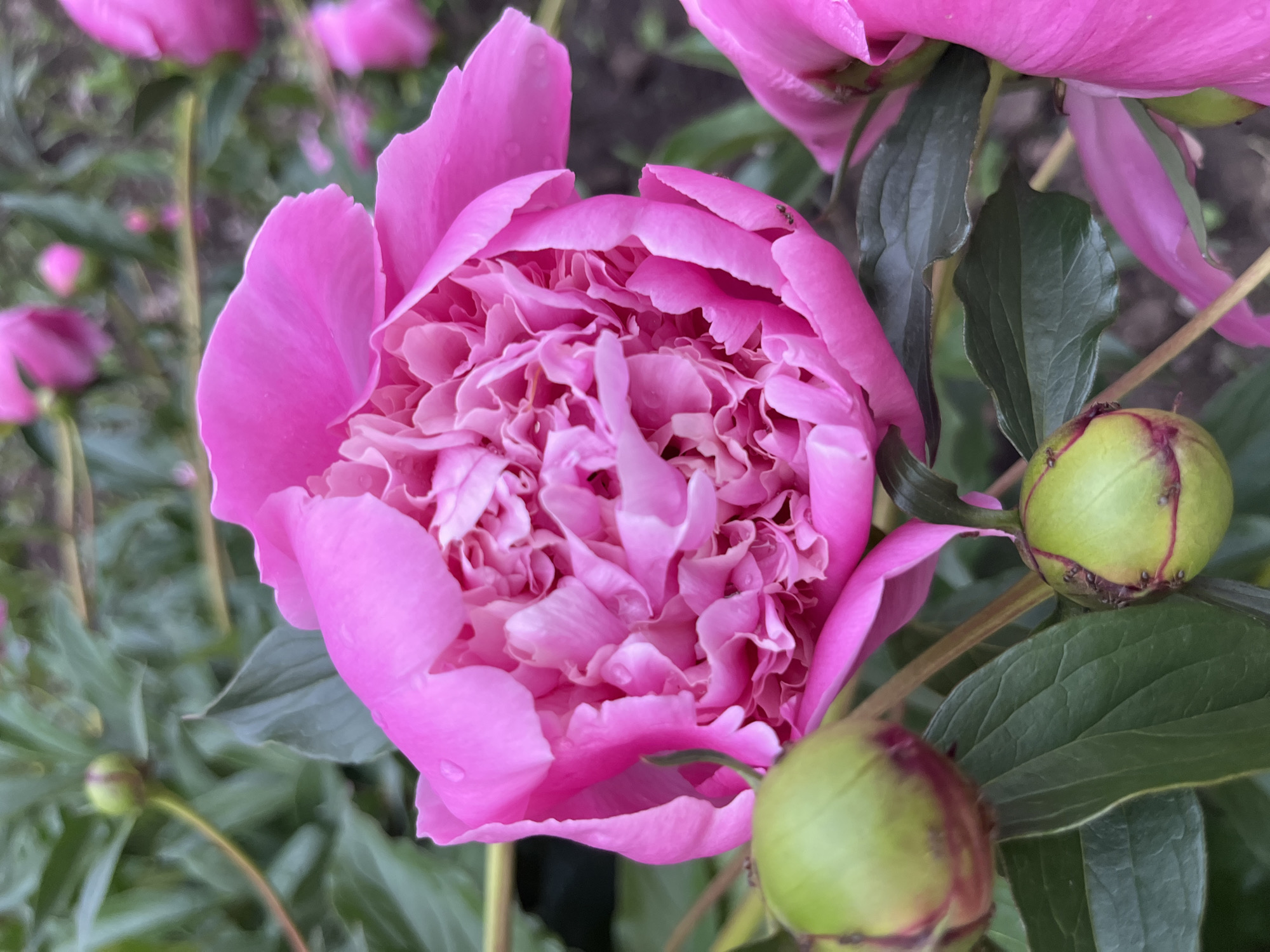 The image shows a close-up of a pink peony flower in bloom. The flower has multiple layers of petals. There are also green flower buds and leaves visible. The location is not discernible from the image.
