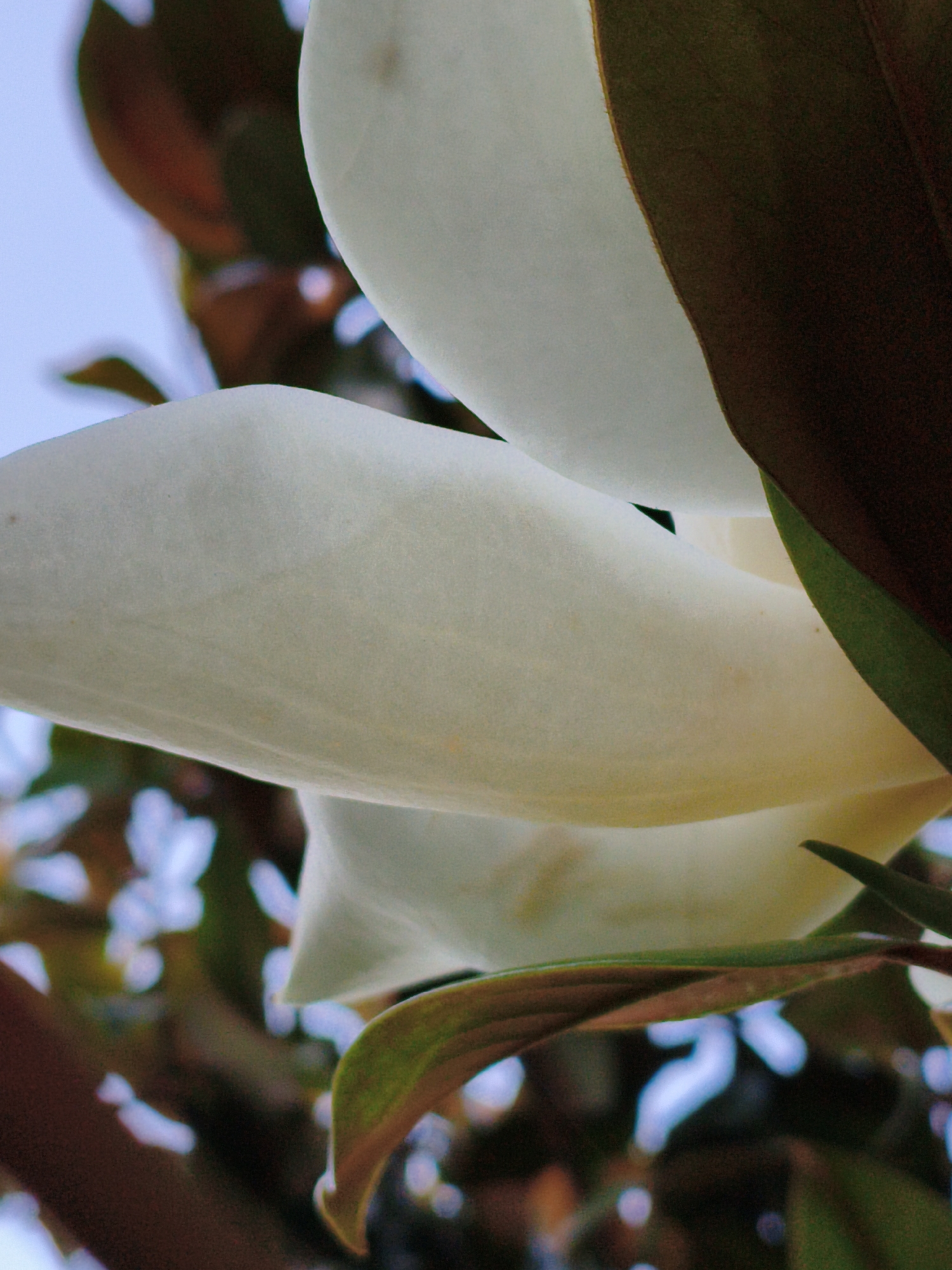 A close-up, low-angle, upward shot captures a large, white magnolia flower in bloom. The petals are thick and waxy, with a soft, creamy texture. Some petals are partially unfurled, revealing layers within. The flower is set against a backdrop of dark green leaves and a bright blue sky. The image is a detailed study of the magnolia's form and texture, with a shallow depth of field that blurs the background.
