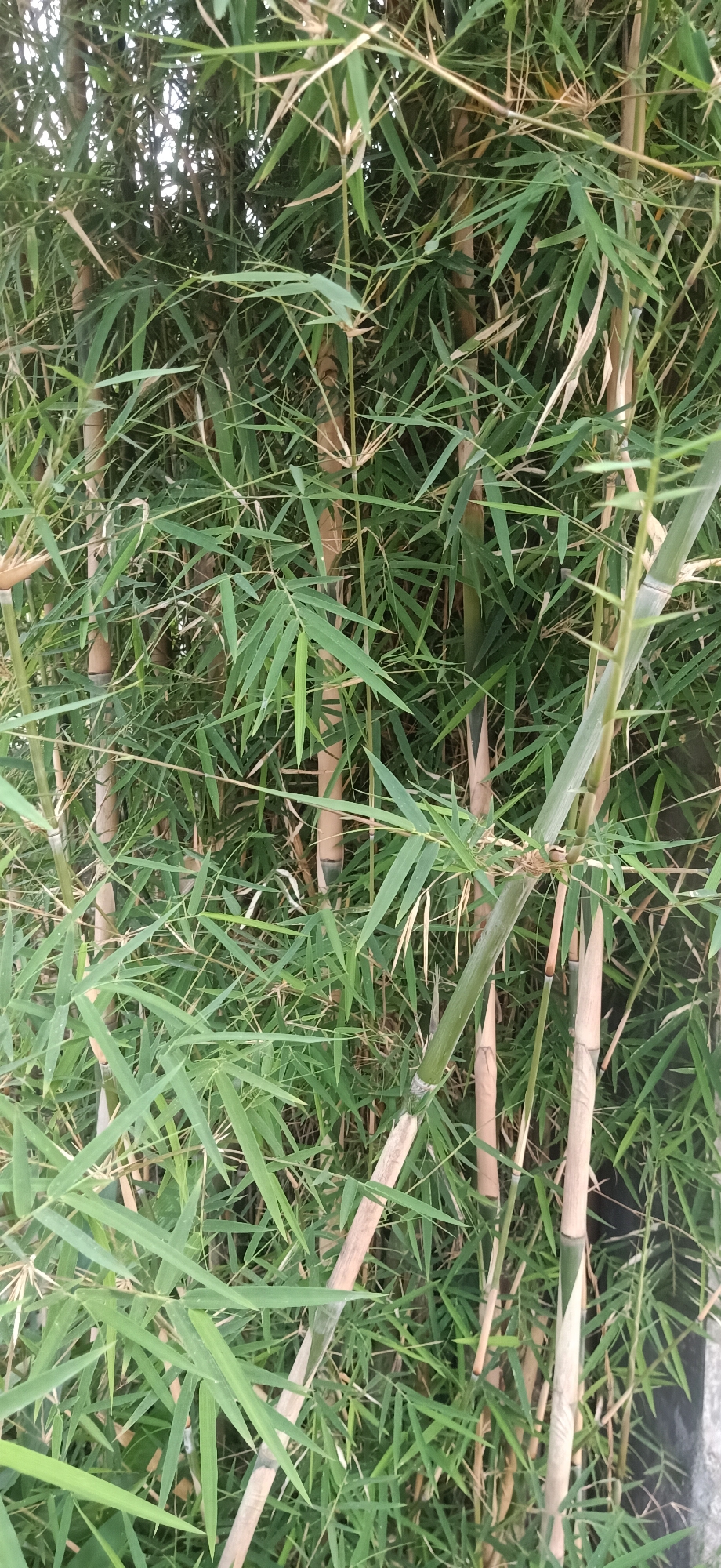 The image displays a dense thicket of bamboo plants. The stalks are varying shades of green and tan, with some showing a smooth, polished appearance and others appearing rougher and drier. Long, slender green leaves emerge from the stalks, creating a lush and somewhat overgrown effect. The lighting suggests it is daytime, with light filtering through the leaves and creating some shadows. The scene appears to be outdoors, possibly in a garden or a natural setting. The image is a close-up, filling the frame with the bamboo foliage and stalks, with no discernible background elements apart from hints of brighter light in the upper left, possibly indicating the sky. There are no people or animals visible in the image. Based on the context provided, this scene is located in Meunasahlhok, Indonesia.