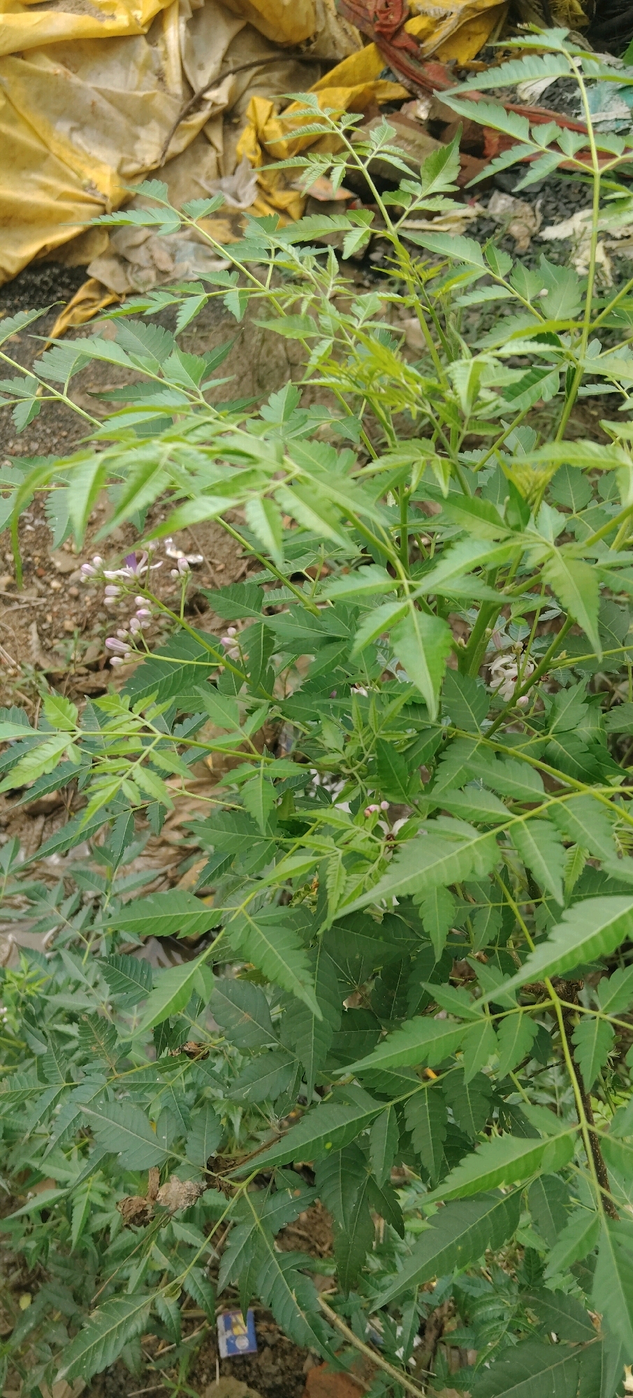 A close-up, eye-level shot captures a lush green neem tree sapling with compound leaves, some displaying serrated edges. Small, pale pink and white flowers are visible among the foliage. The background is a jumble of discarded items, including a crumpled yellow tarp, debris, and dry leaves, suggesting an urban or semi-urban environment. The scene is likely located in Bhandara City, India, given the context. The overall impression is one of natural growth amidst neglect.