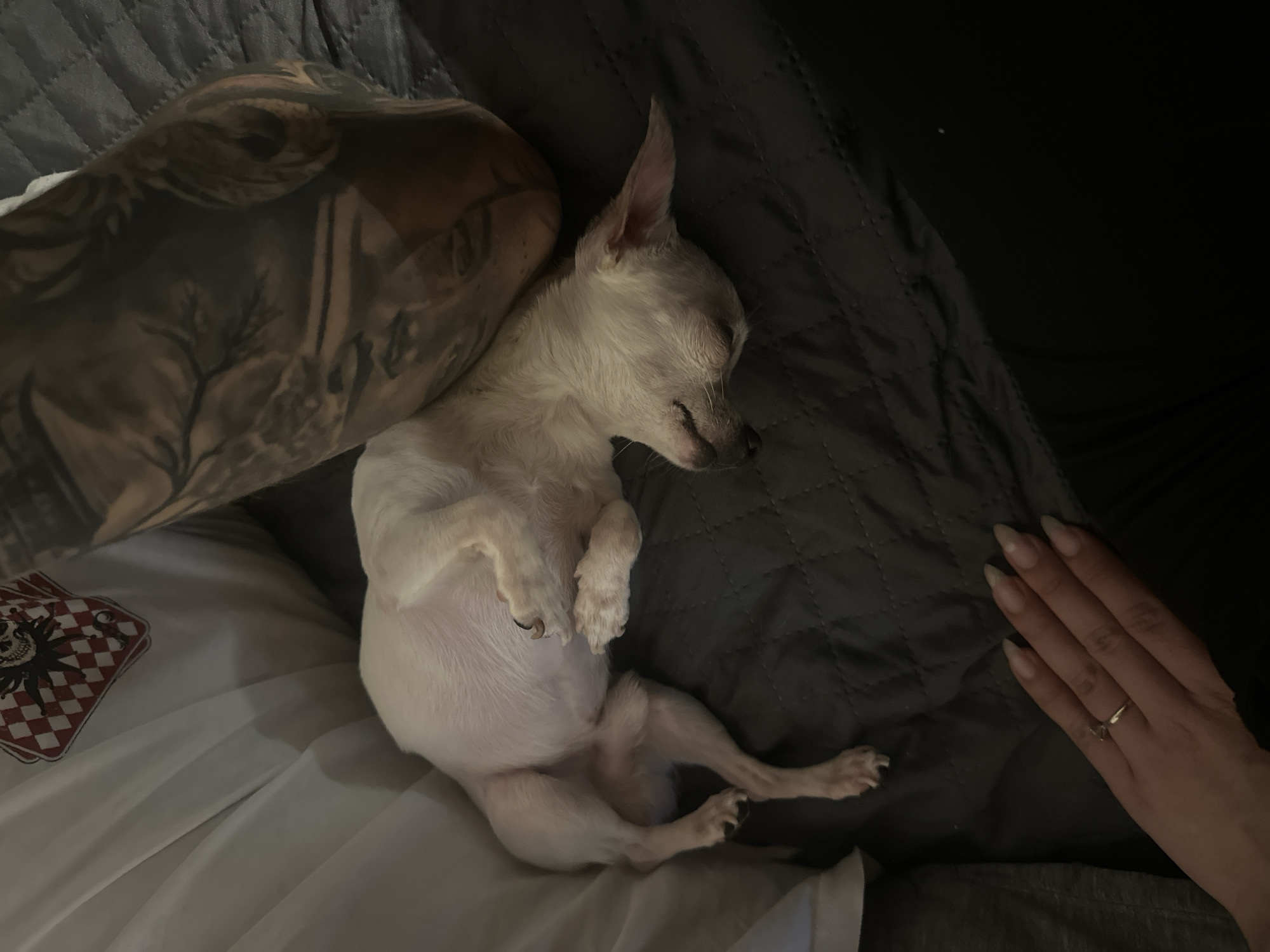 This image captures an indoor scene in the city of Chubra, Bulgaria, depicting a domestic setting. A small, light-colored dog, possibly a Chihuahua, is observed asleep on its left side, curled up on a dark grey quilted blanket or duvet. The dog's eyes are closed, its paws are tucked, and its claws are visible, some appearing long. To the upper right of the dog, a human leg or arm, heavily tattooed with intricate black and grey designs, rests on the same quilted surface. A white fabric, possibly a t-shirt or pillow, featuring a red and white checkered pattern with a jester skull motif, is partially visible near the tattooed limb. In the lower left quadrant of the image, a human hand with long, light-colored fingernails and a simple ring on the ring finger rests on the dark quilted surface. The scene is dimly lit.