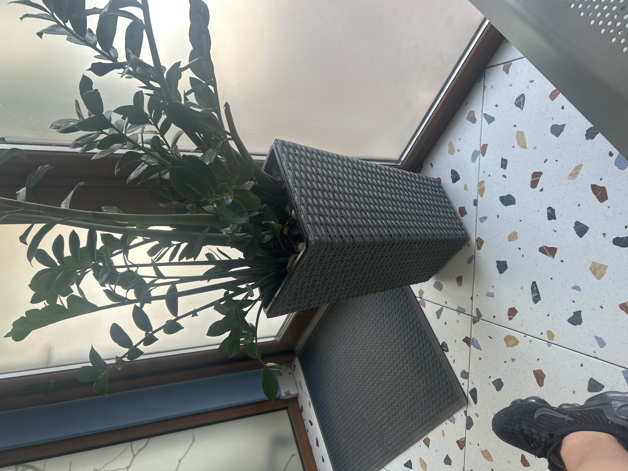 A tall, dark green ZZ plant in a gray woven planter sits on a tiled floor next to a frosted glass window. A dark gray doormat is positioned to the left of the planter. The tiled floor has a terrazzo pattern with irregular pieces of white, black, blue, and tan. A person's black athletic shoe and lower leg are visible in the bottom left corner of the frame. The environment suggests an indoor space, possibly an entryway or hallway, located in Veliko Tarnovo, Bulgaria.