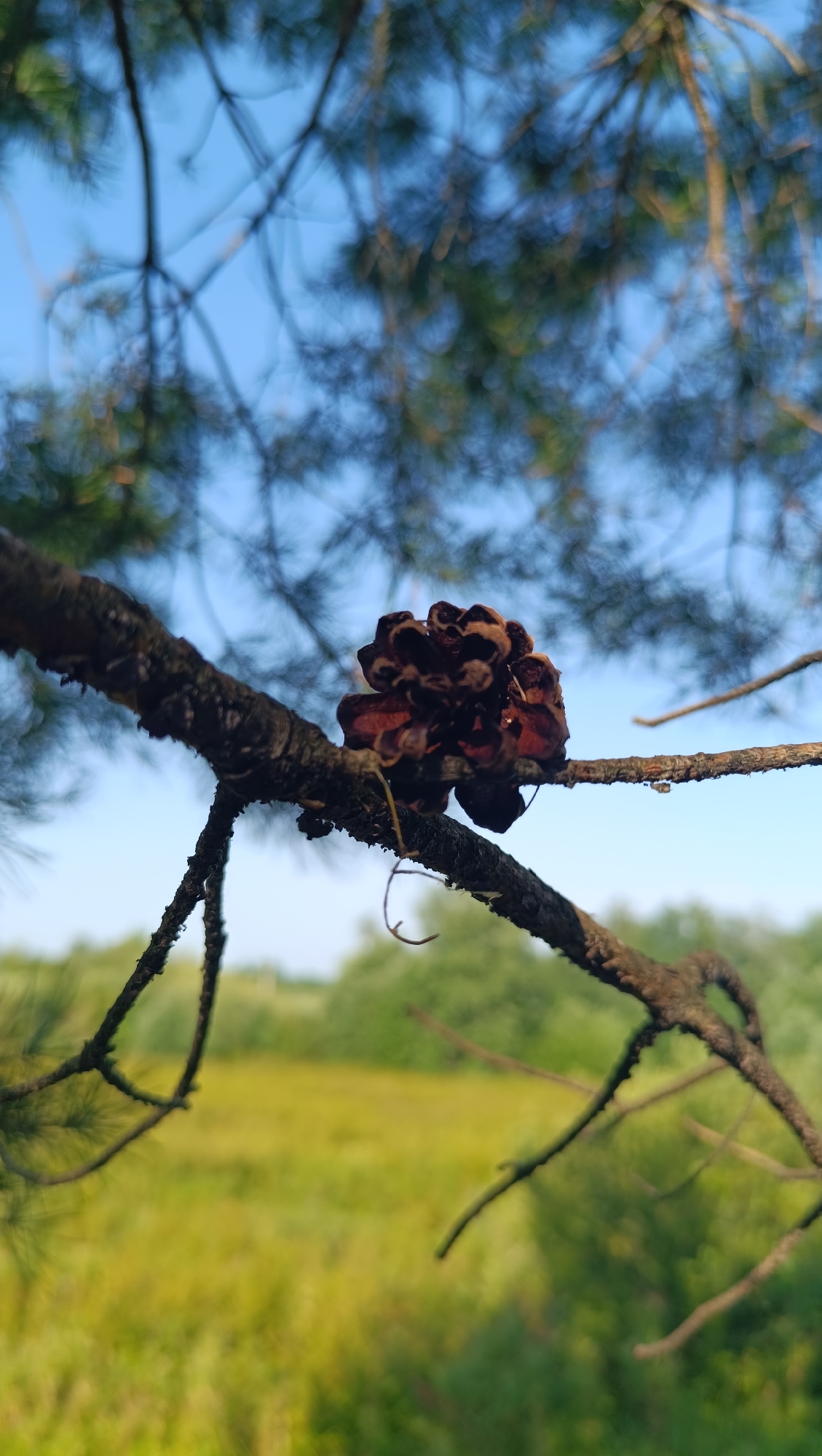 A close-up, low-angle shot captures a pinecone on a tree branch. The pinecone is dark brown and appears to be slightly wet. The branch it rests on is rough and textured, with a smaller twig extending downwards. In the background, out of focus, is a blur of green foliage and a bright blue sky. The overall setting is a natural outdoor environment, likely a forest or wooded area, which could be located in or near the city of Karsha, Russia, though this specific location is not definitively confirmed by the visual information. There are no people or animals visible in the image.