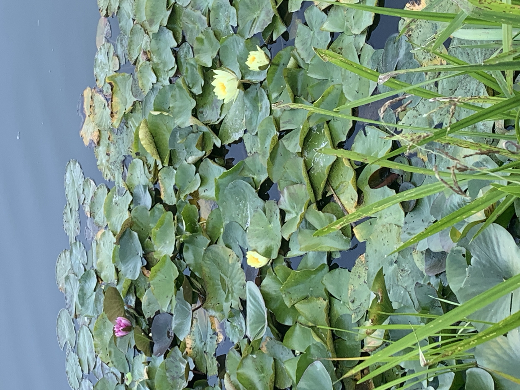The image depicts a serene pond filled with lily pads and water lilies. In the upper left portion of the image, a single pink water lily is visible, its petals unfurled. Scattered throughout the pond are several yellow water lilies in various stages of bloom. The lily pads are a vibrant green, some showing signs of age with yellowing edges. Tall green grasses line the bottom and right edge of the frame, partially obscuring the water and lily pads. The water itself is a deep, calm blue-grey. The scene suggests a natural setting within a tranquil body of water. There is no indication of the city of Kolomyia, Ukraine, in the image.