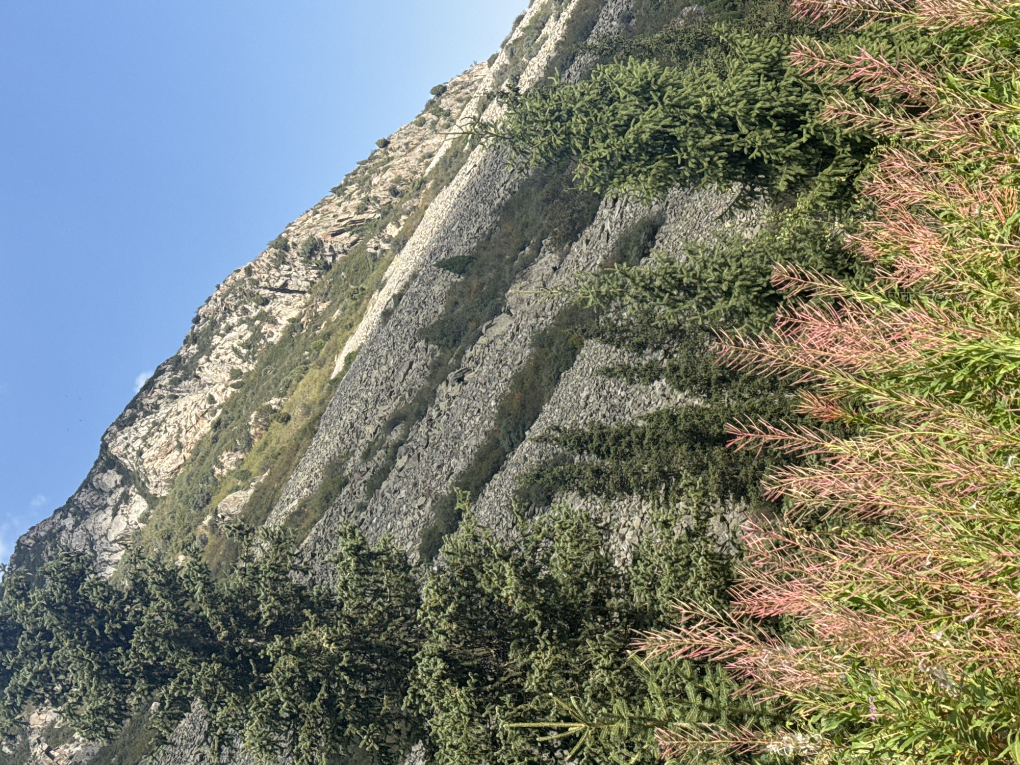 A mountainous landscape under a clear blue sky features a steep, rocky slope on the right, partially covered with sparse green vegetation. In the foreground, tall, thin pink-flowered plants dominate the bottom of the frame, with evergreen trees scattered behind them and up the mountainside. The scene appears to be in a natural, undeveloped area, typical of mountain regions. The location is described as Unknown, Kyrgyzstan.