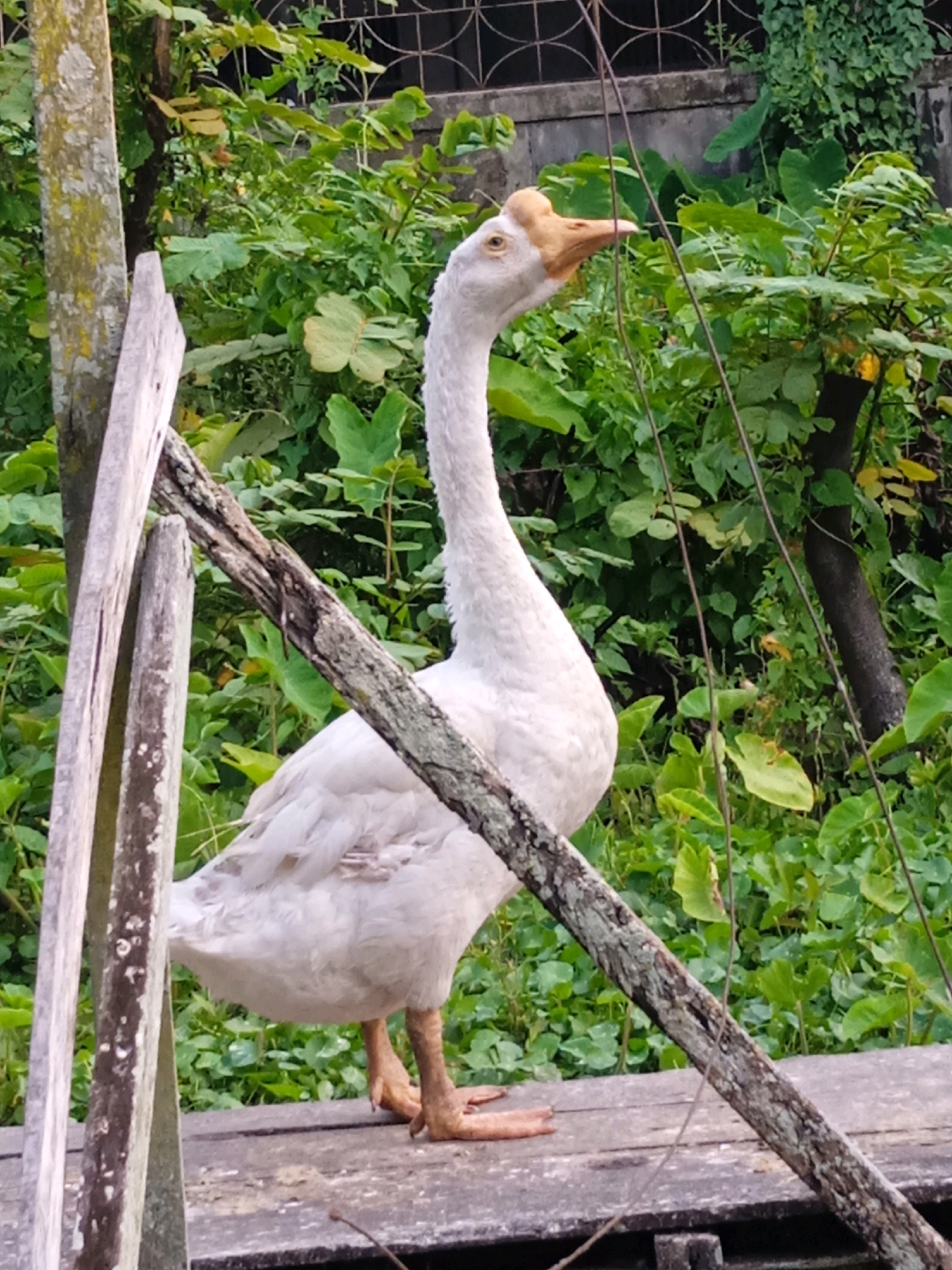 A white goose stands on a wooden platform surrounded by lush green foliage and a rustic fence. The goose has a prominent knob on its beak and is facing to the left. The wooden platform appears aged and weathered, with some planks laid horizontally and others vertically forming a railing. The background is filled with dense green leaves and a dark tree trunk. A wire fence or support structure is visible in the upper portion of the image. The lighting suggests it is daytime, possibly overcast, as there are no harsh shadows. There are no people or animals other than the goose visible. This scene could plausibly be located in a rural or semi-rural area of Banjarmasin, Indonesia, where such natural environments with simple wooden structures are common.