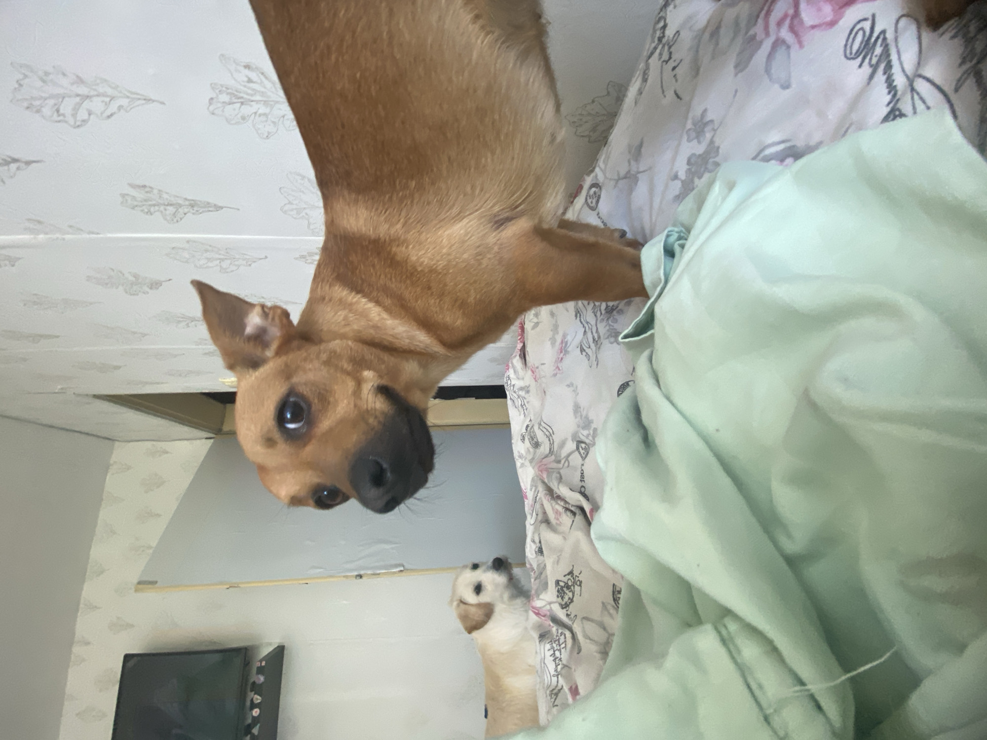 Two dogs are on a bed in a room. The dog in the foreground is a medium-sized, tan dog with large ears and dark eyes. It is looking towards the camera with its mouth slightly open. The dog in the background is a smaller, light-colored dog with its head turned to the side. The bed is covered with floral-patterned sheets and a light green blanket is draped over the edge. The room has patterned wallpaper and a television mounted on the wall in the background. The scene appears to be an indoor residential setting, likely a bedroom. There is no identifiable information in the image that would suggest a specific location in Blagoevgrad, Bulgaria.