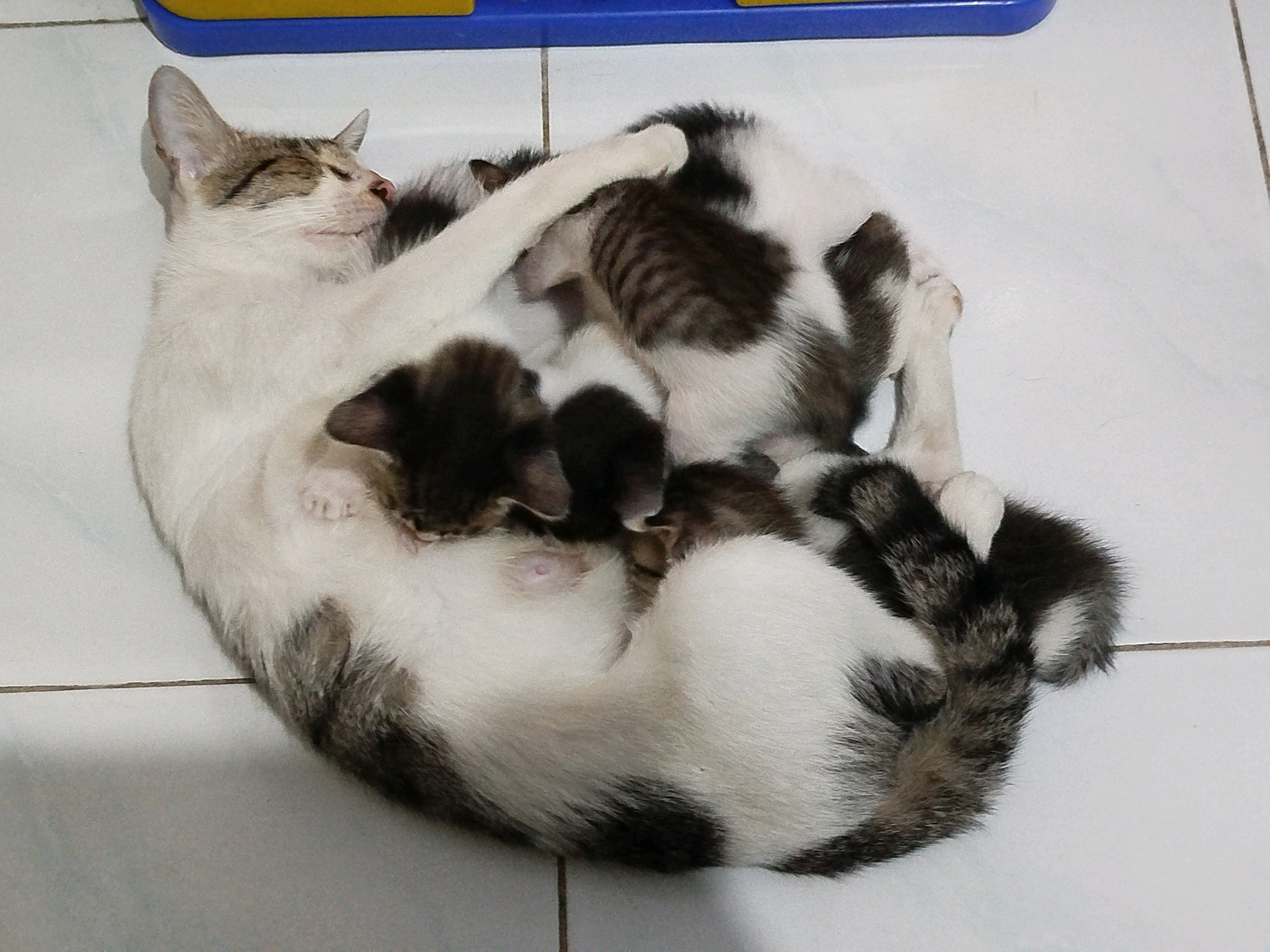 An adult cat and at least three kittens are curled up together on a white tiled floor, likely in a home in Depok, Indonesia. The adult cat, predominantly white with tabby markings on its head and back, is positioned on its side. Several kittens, also with tabby patterns, are nestled within the adult cat's body. One kitten is partially visible near the adult cat's head, and others are clustered around its belly. The floor tiles are arranged in a grid pattern, with visible grout lines. In the upper portion of the image, a blue and yellow object, possibly a piece of furniture or a toy, is partially visible. The lighting suggests an indoor environment.